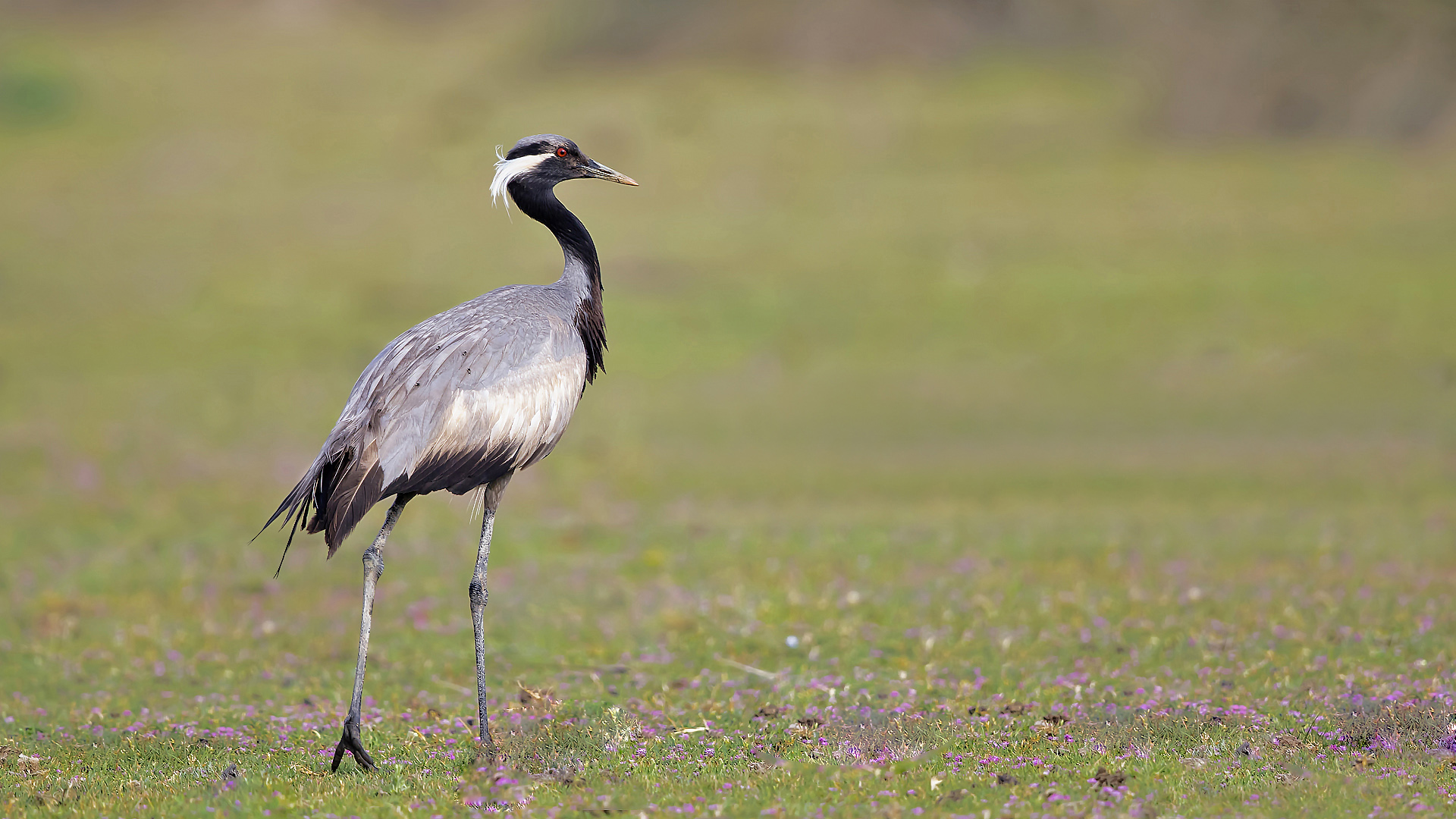 Telli turna » Demoiselle Crane » Grus virgo