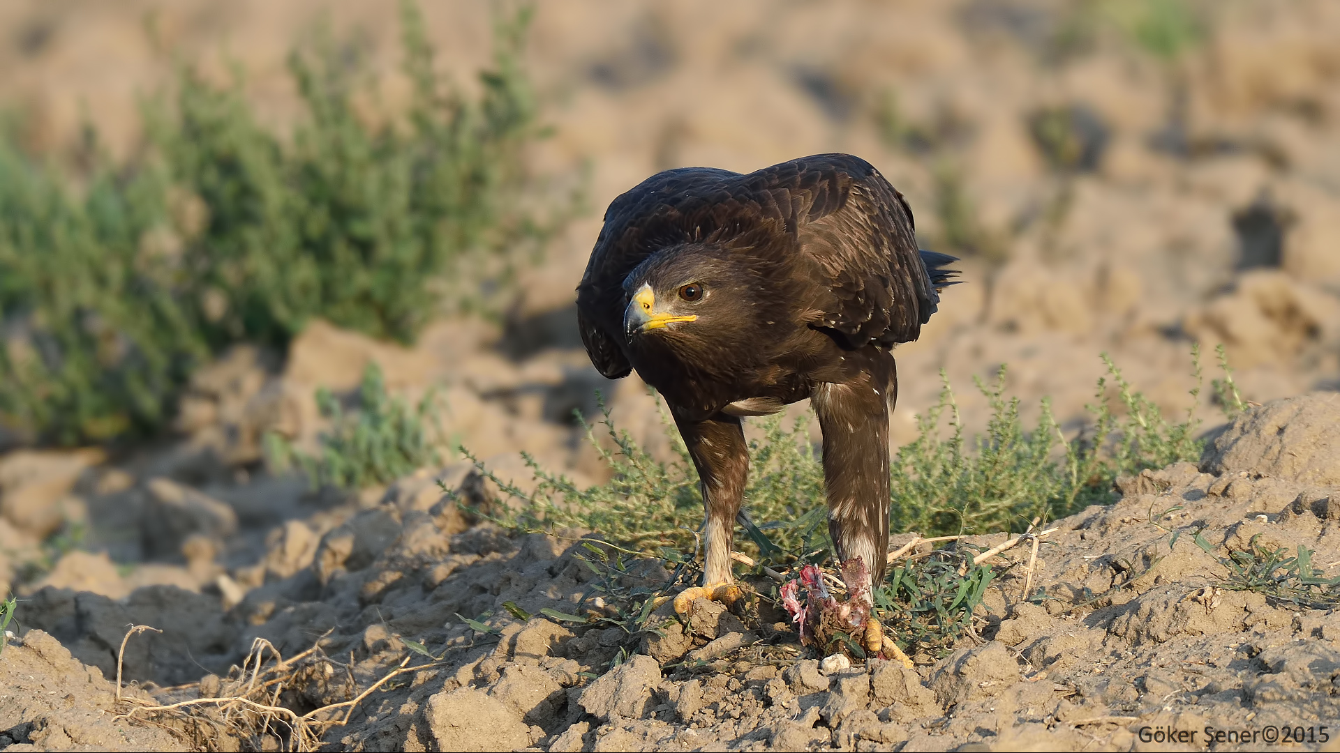 Küçük orman kartalı » Lesser Spotted Eagle » Clanga pomarina