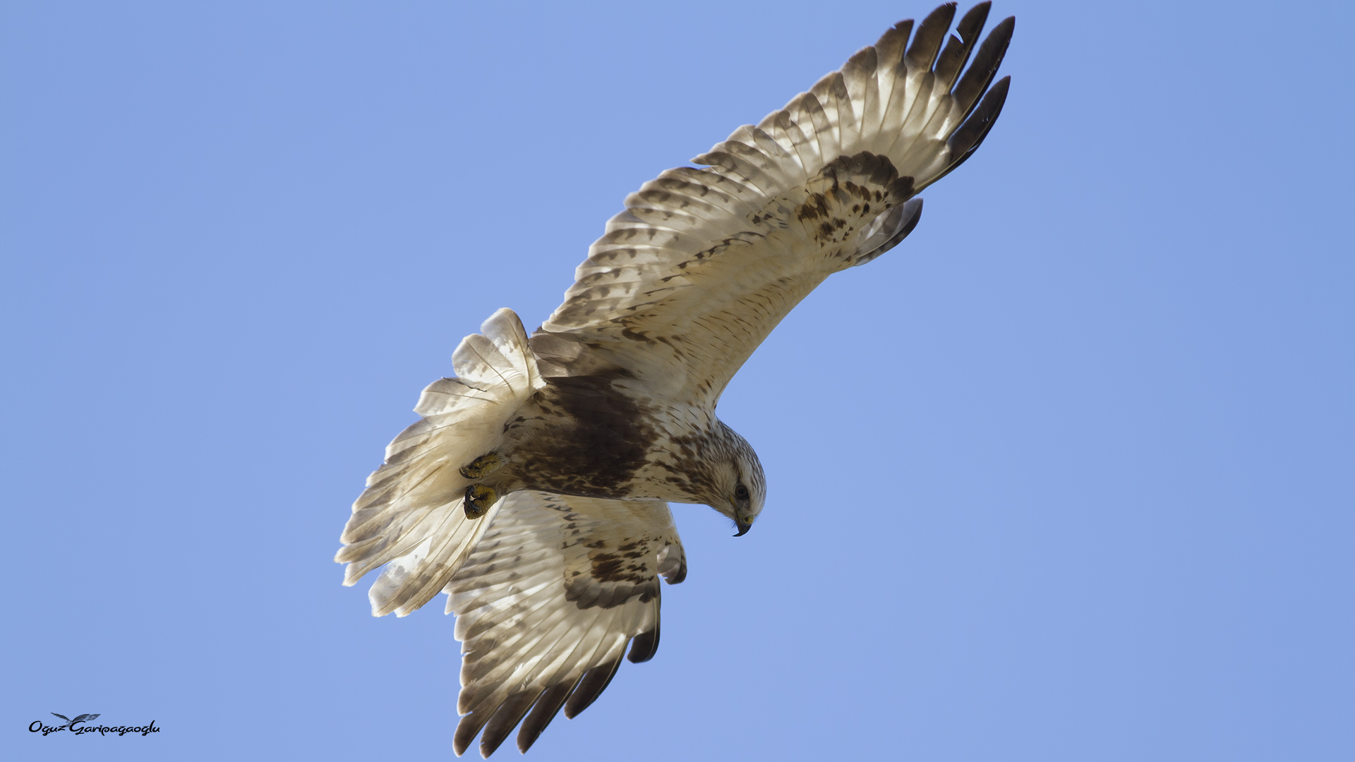 Paçalı şahin » Rough-legged Buzzard » Buteo lagopus