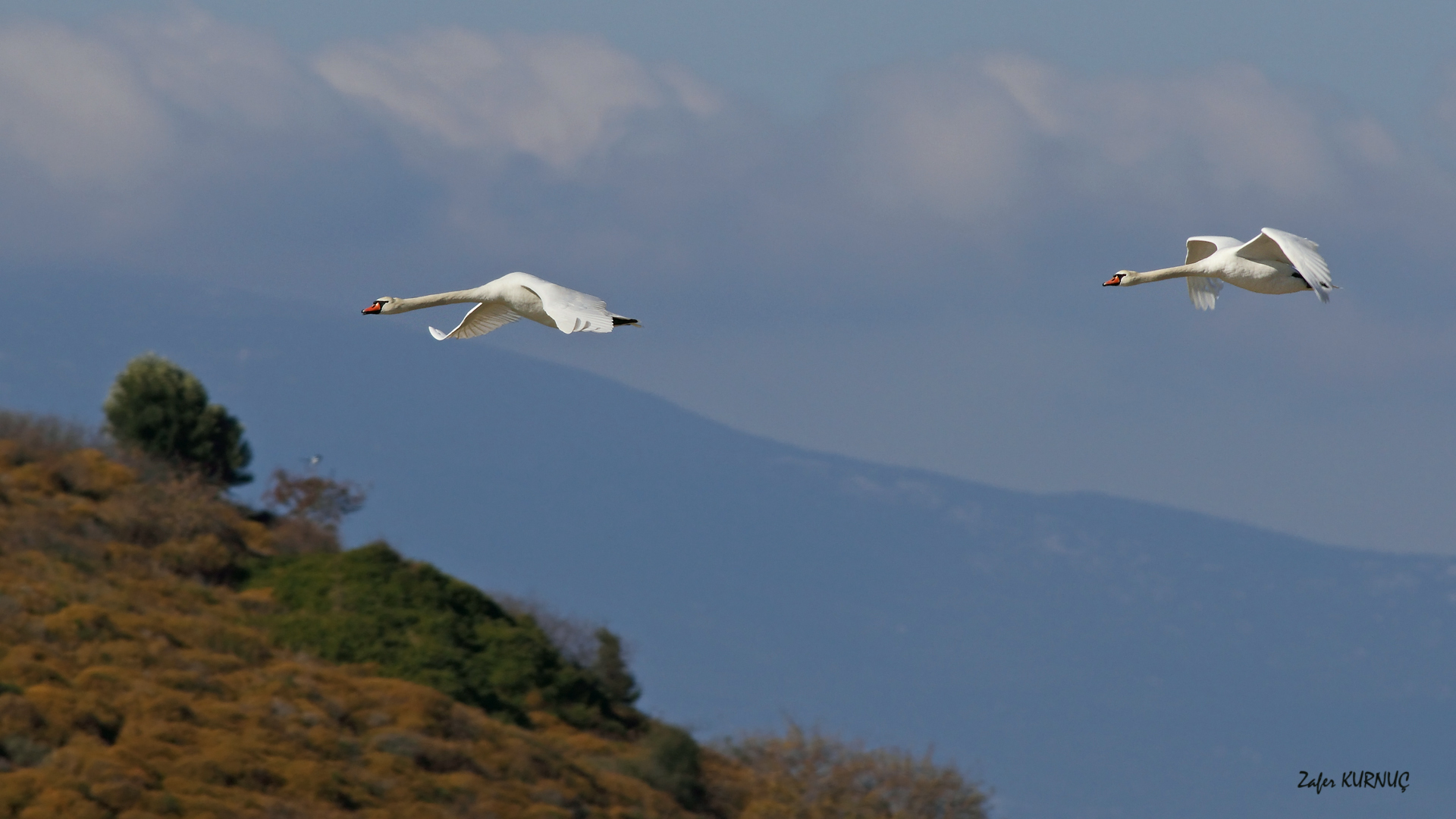 Kuğu