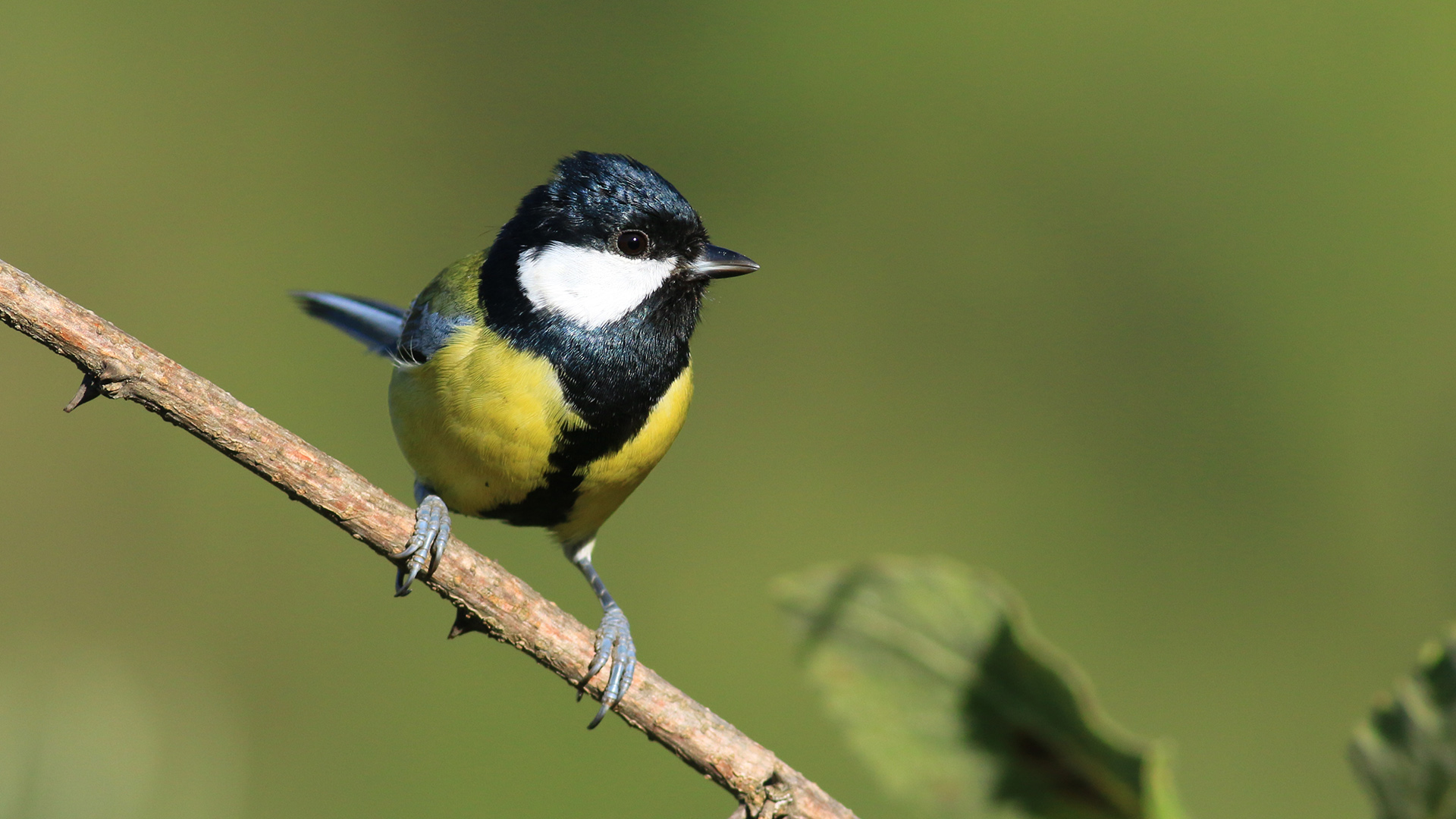 Büyük baştankara » Great Tit » Parus major