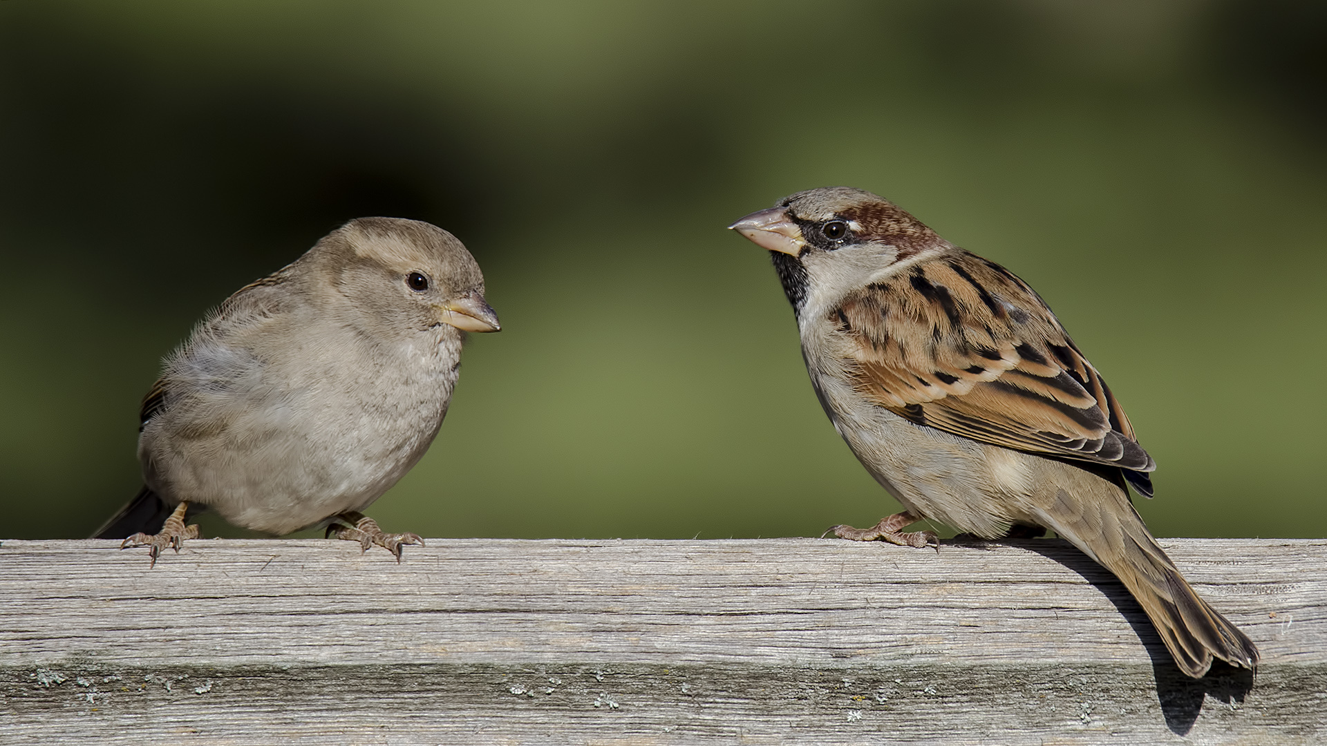 Serçe » House Sparrow » Passer domesticus