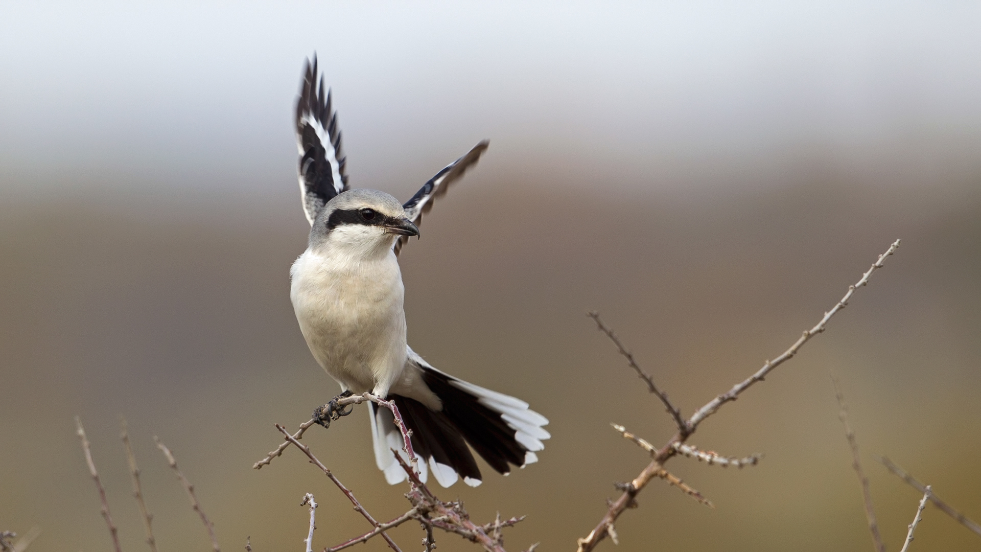 Büyük örümcekkuşu » Great Grey Shrike » Lanius excubitor