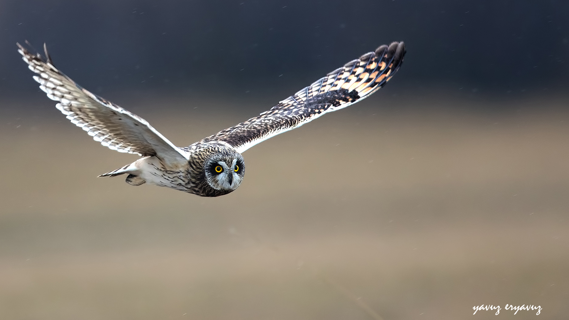 Kır baykuşu » Short-eared Owl » Asio flammeus