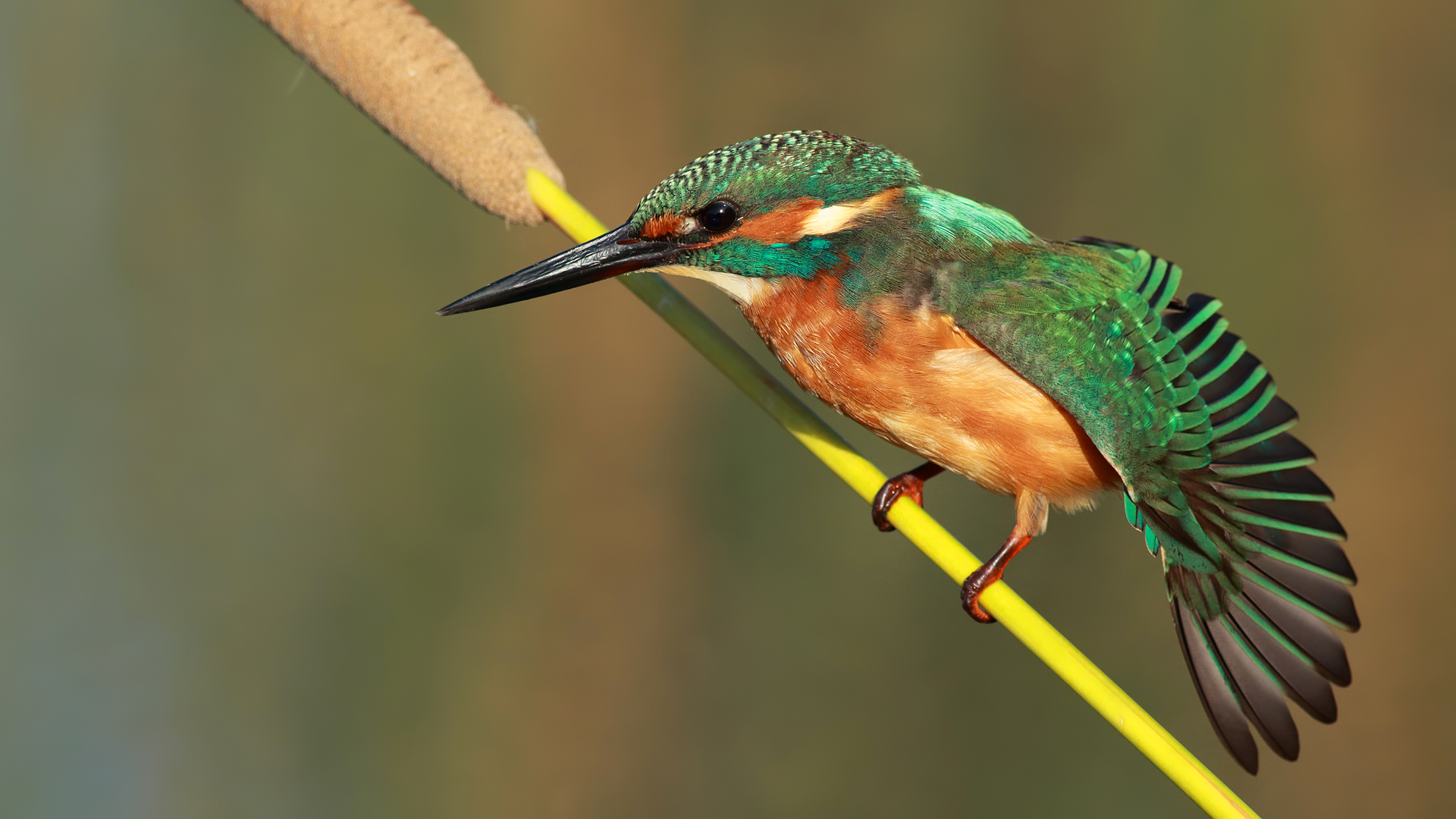 Yalıçapkını » Common Kingfisher » Alcedo atthis