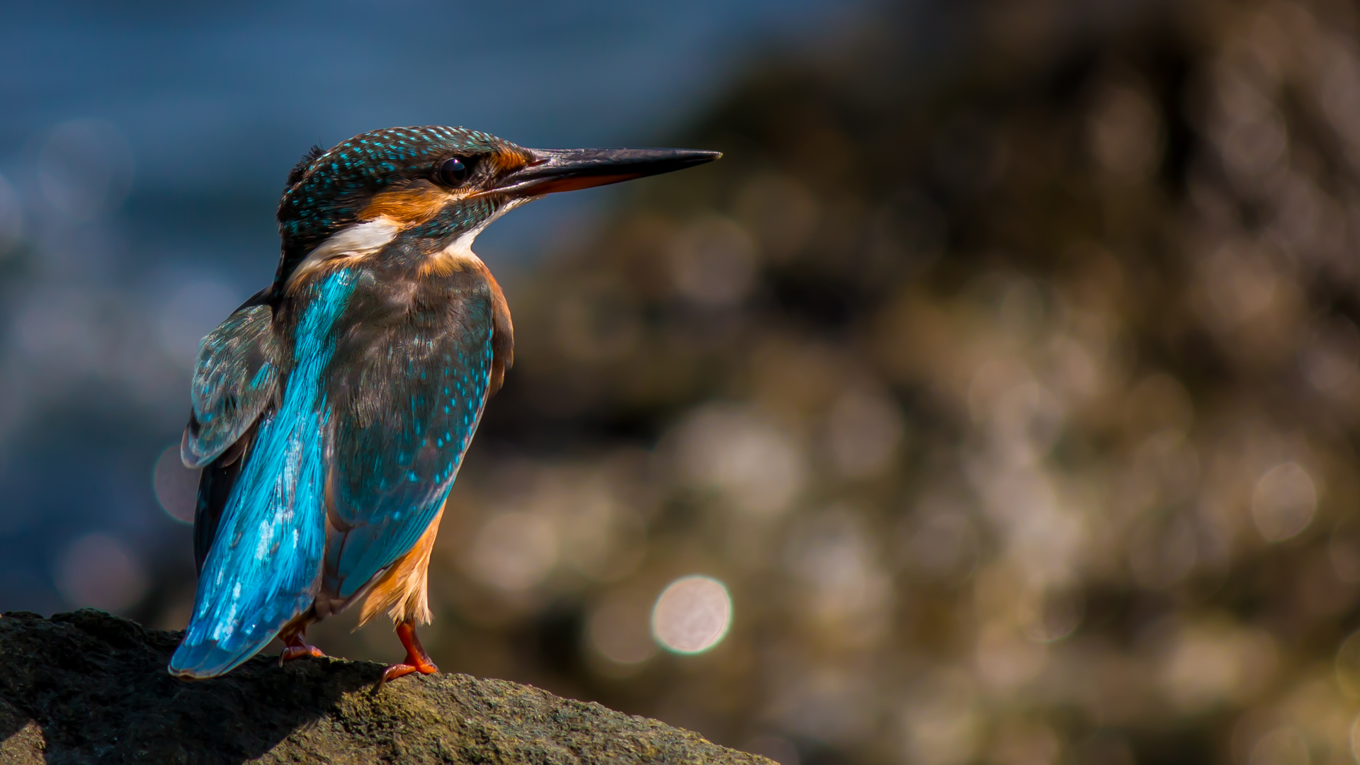 Yalıçapkını » Common Kingfisher » Alcedo atthis