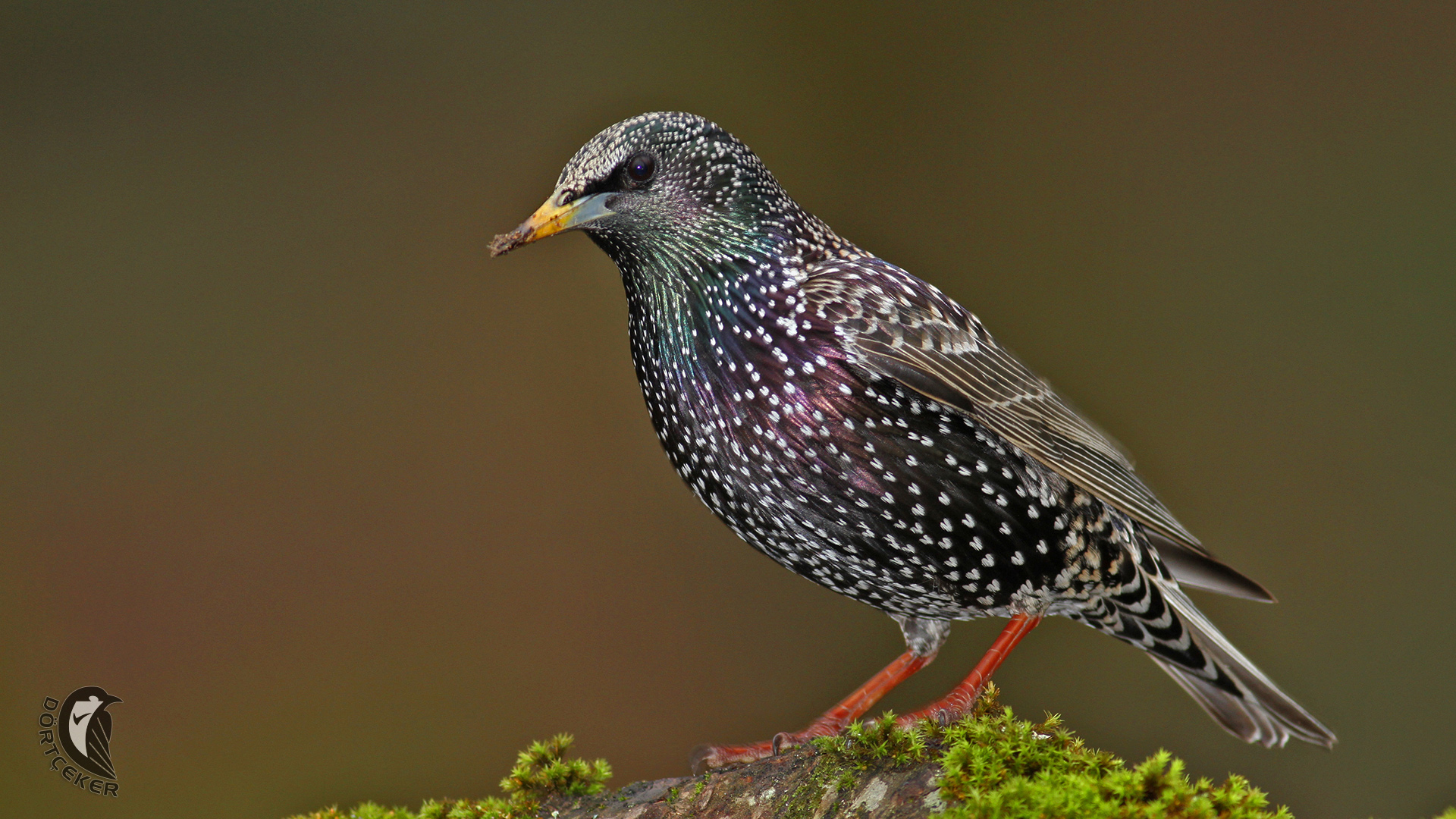 Sığırcık » Common Starling » Sturnus vulgaris