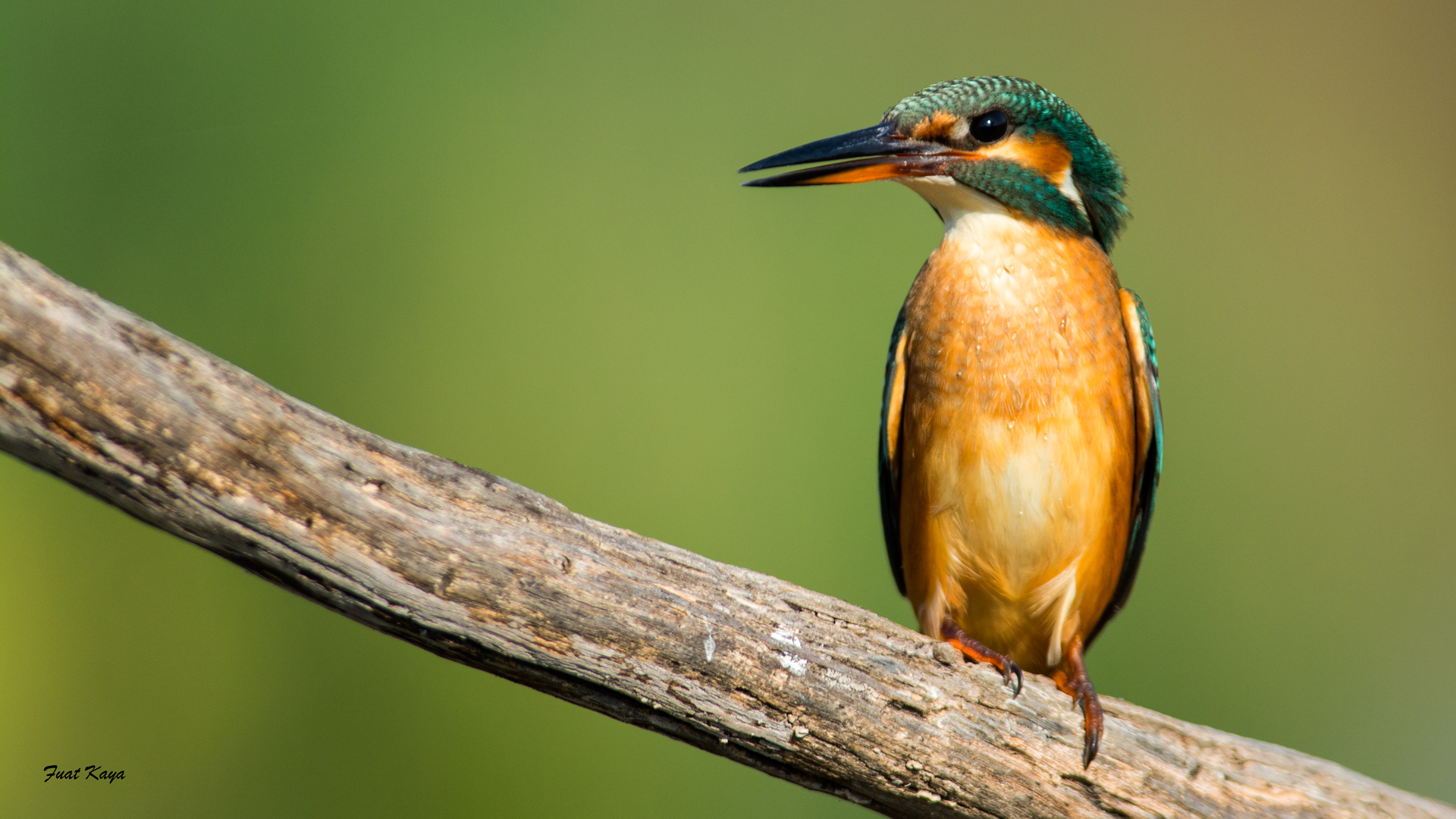 Yalıçapkını » Common Kingfisher » Alcedo atthis