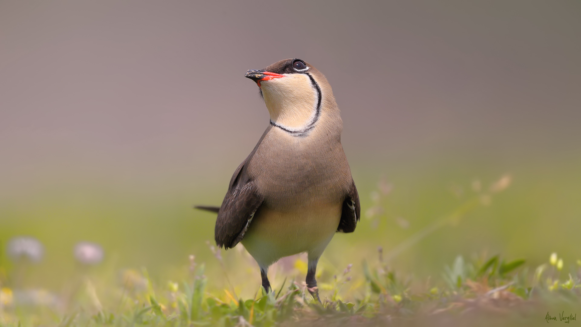 Bataklıkkırlangıcı » Collared Pratincole » Glareola pratincola