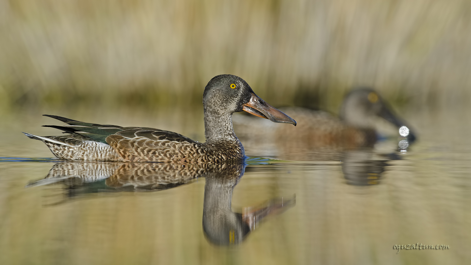 Kaşıkgaga » Northern Shoveler » Spatula clypeata