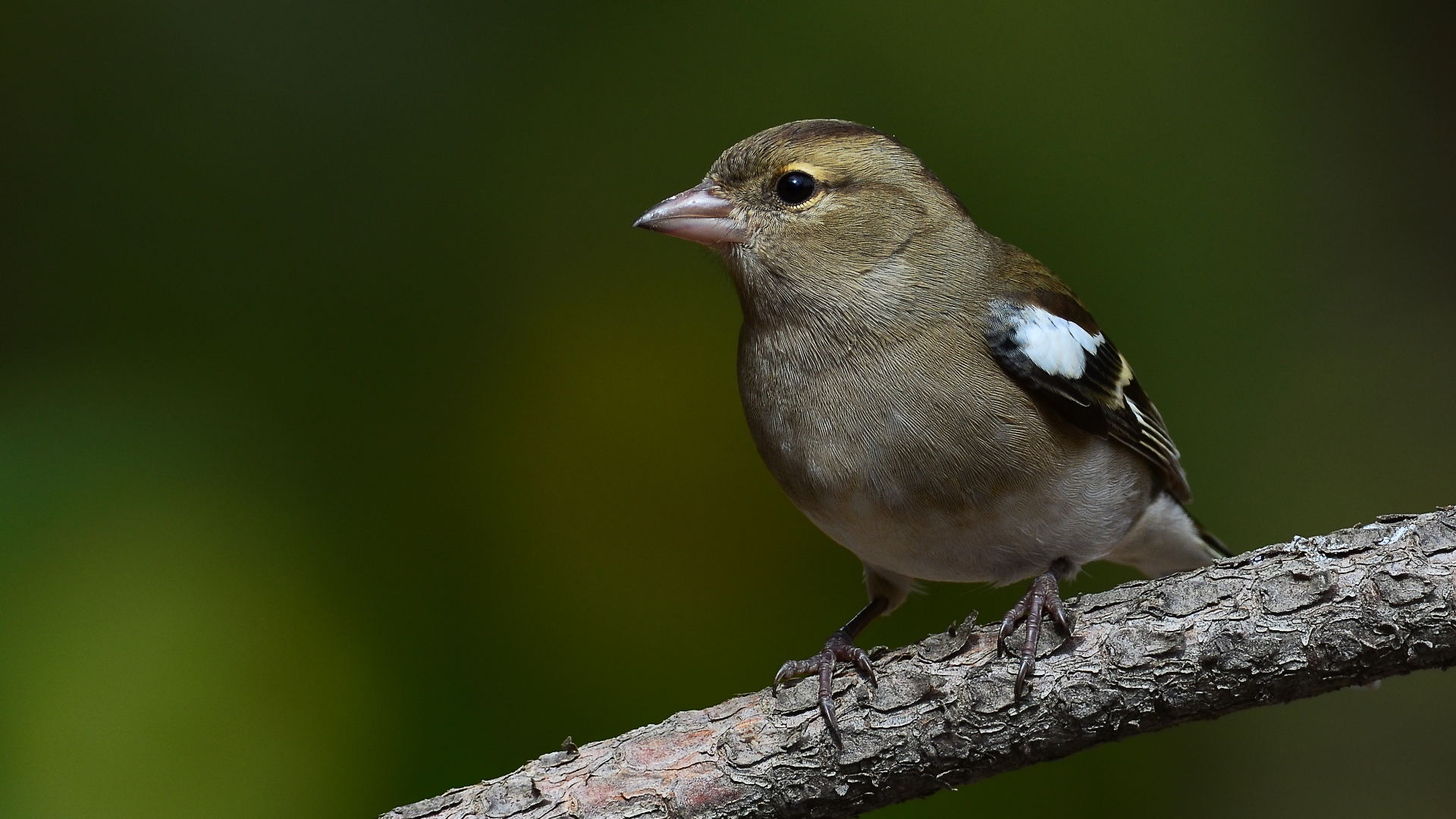 İspinoz » Common Chaffinch » Fringilla coelebs