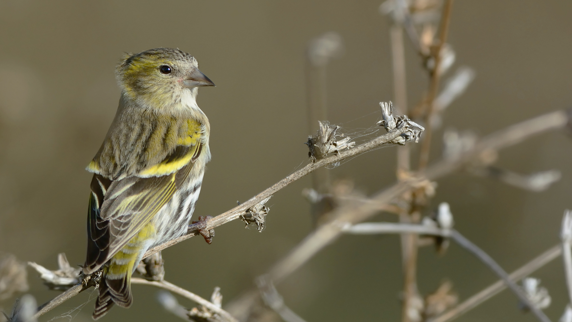 Karabaşlı iskete » Eurasian Siskin » Spinus spinus