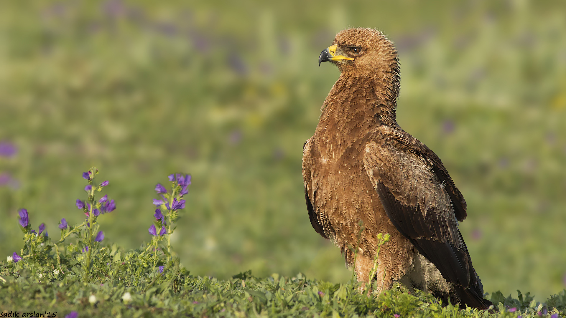 Küçük orman kartalı » Lesser Spotted Eagle » Clanga pomarina