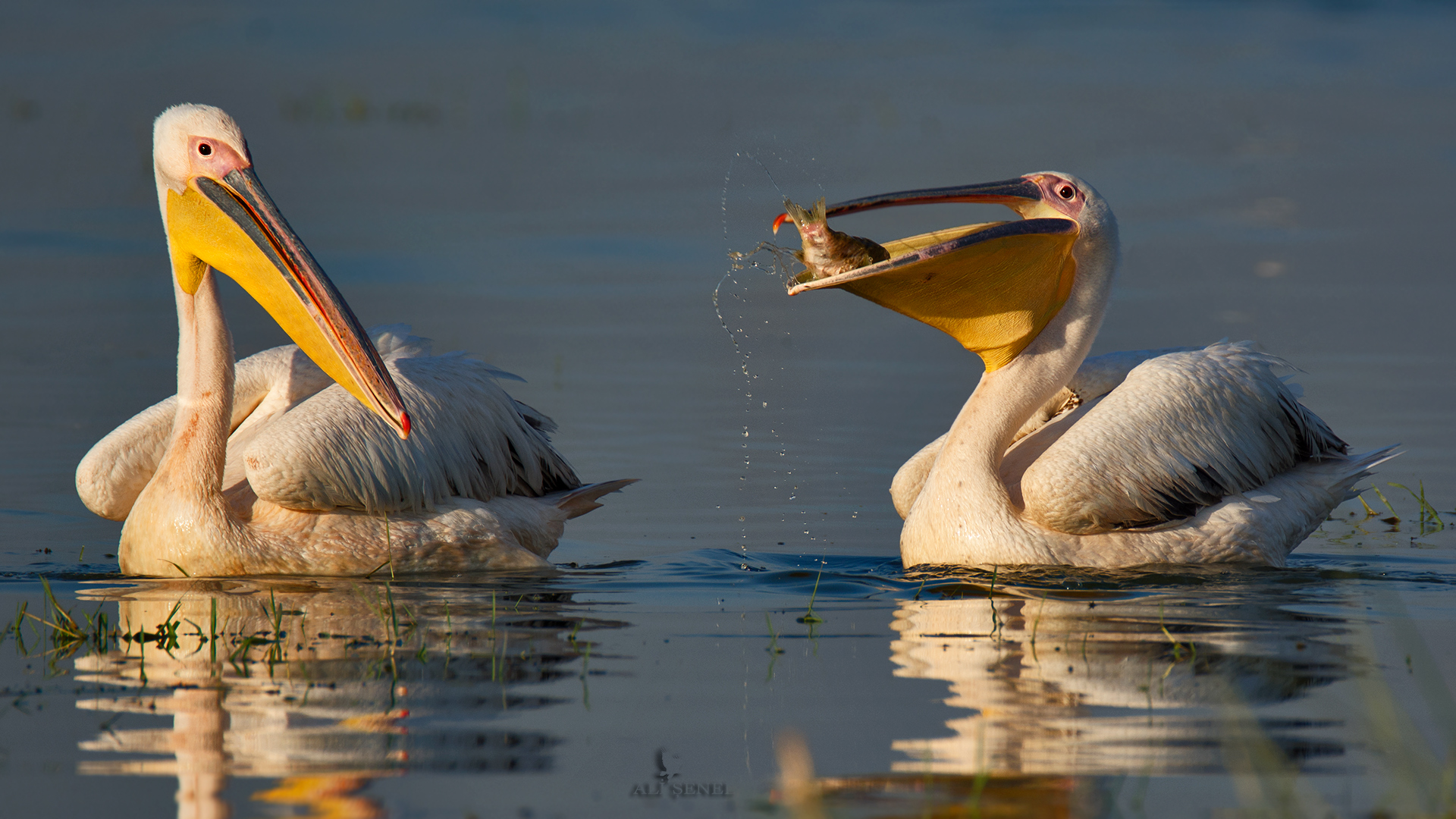 Ak pelikan » Great White Pelican » Pelecanus onocrotalus