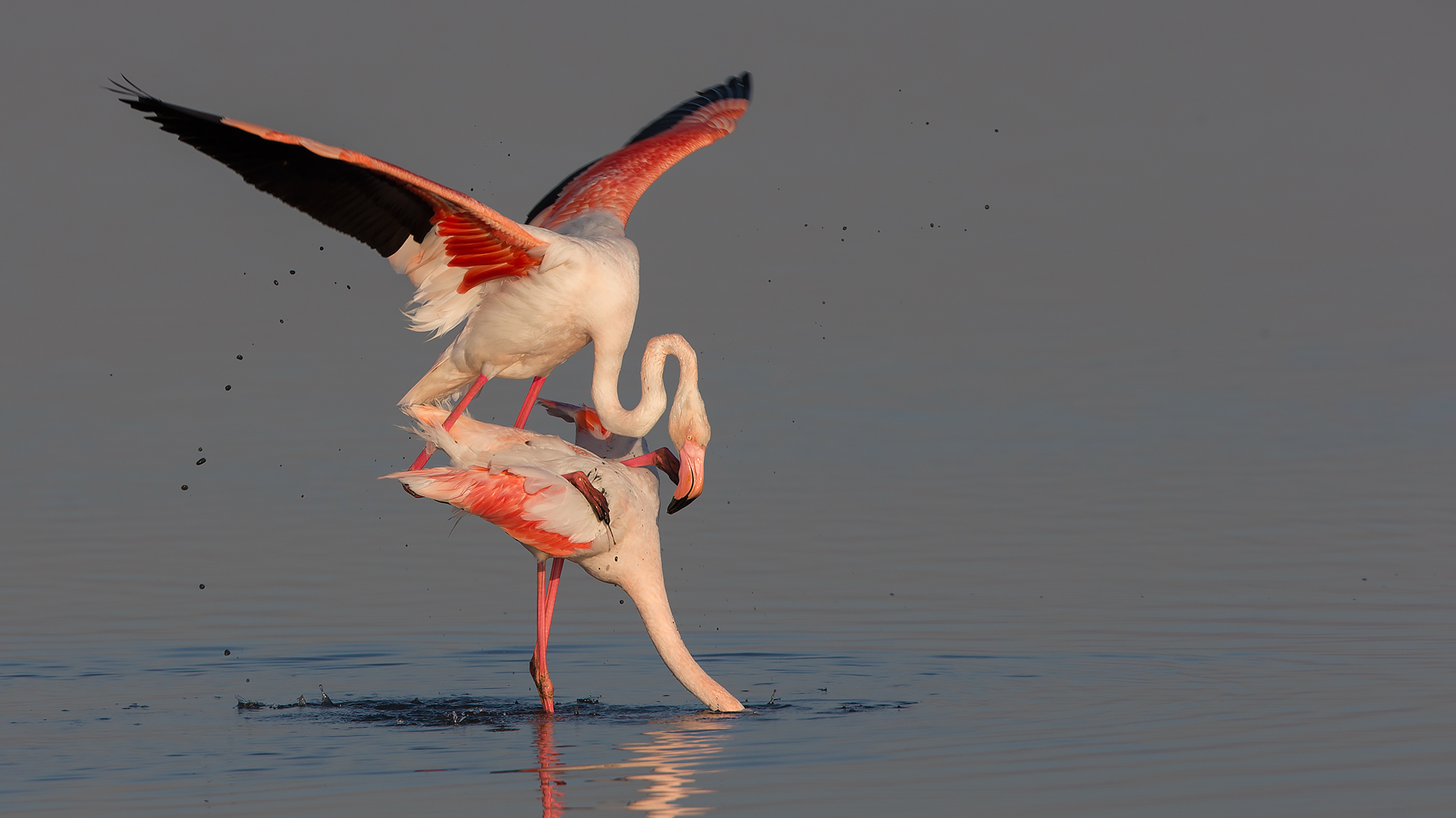 Flamingo » Greater Flamingo » Phoenicopterus roseus