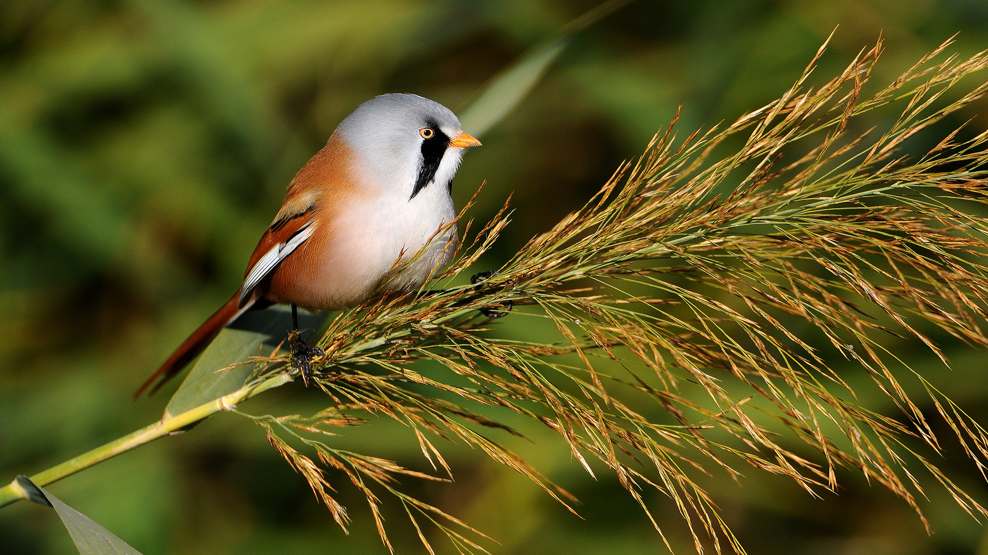 Bıyıklı baştankara » Bearded Reedling » Panurus biarmicus