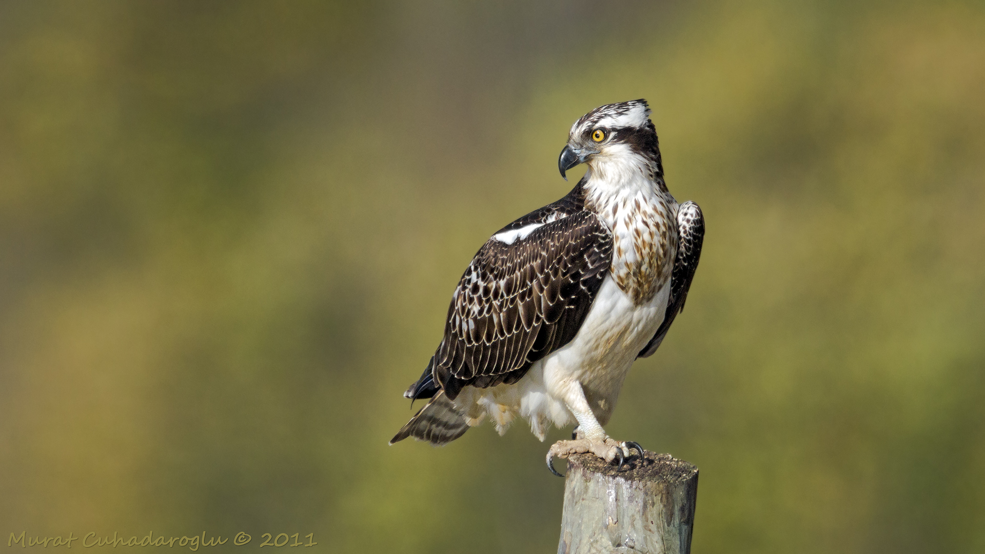 Balık kartalı » Western Osprey » Pandion haliaetus