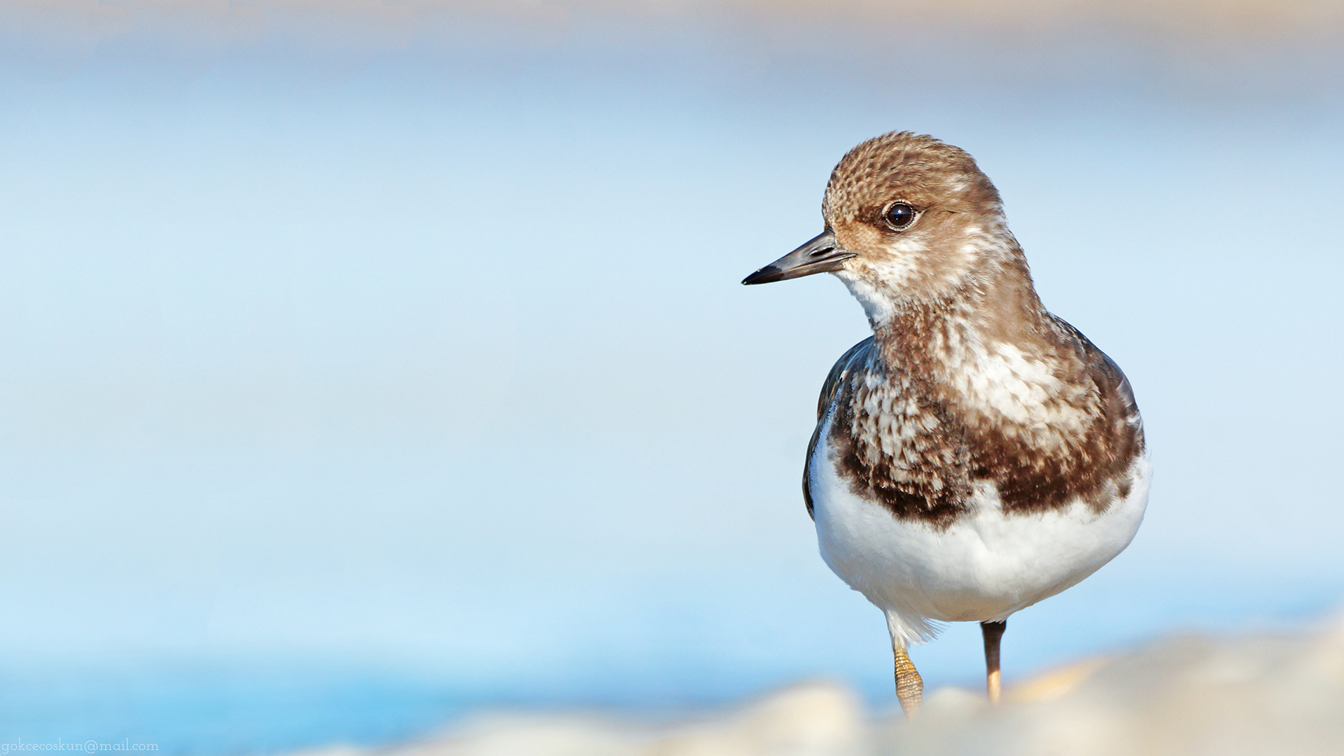 Taşçeviren » Ruddy Turnstone » Arenaria interpres