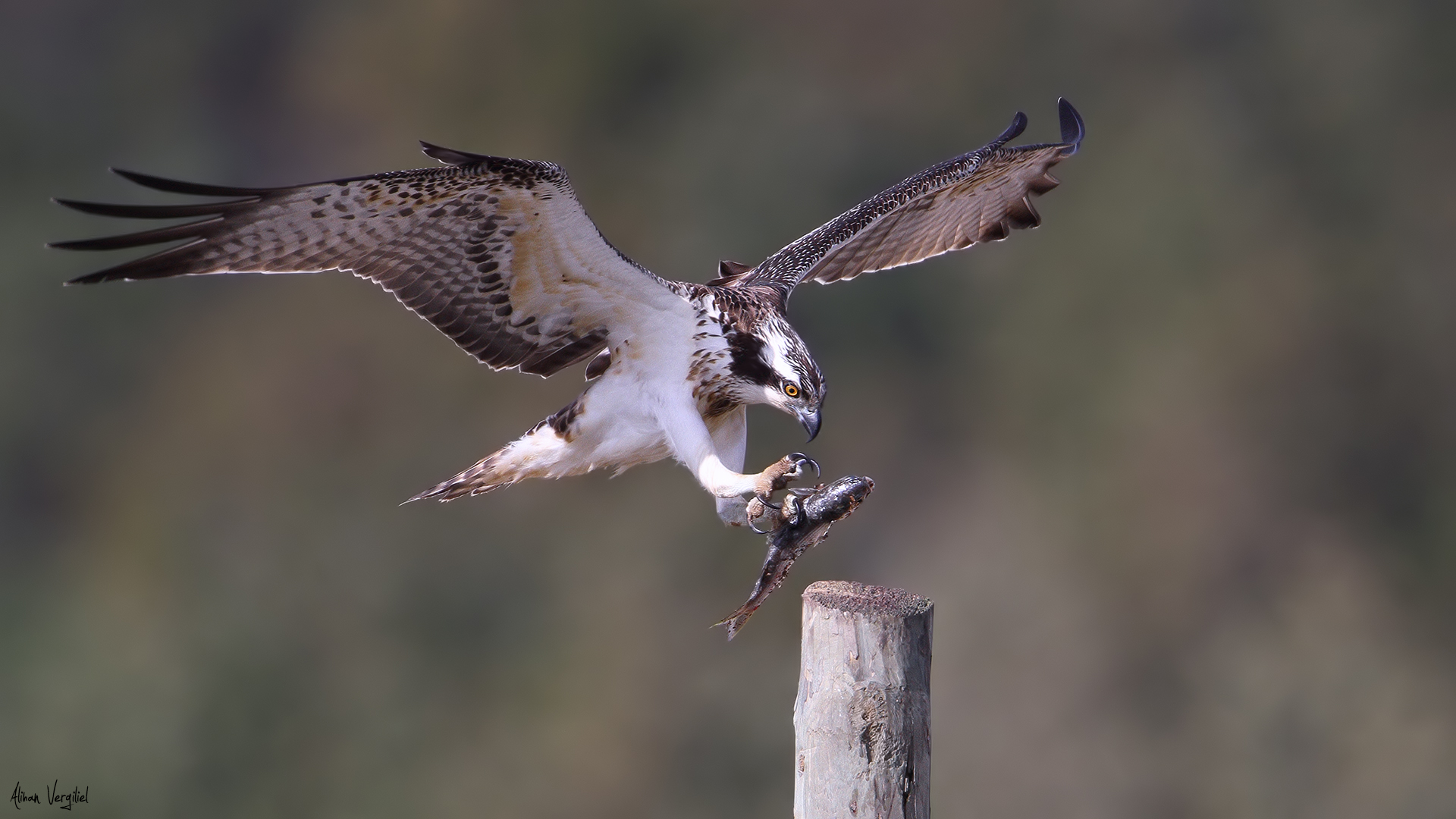 Balık kartalı » Western Osprey » Pandion haliaetus