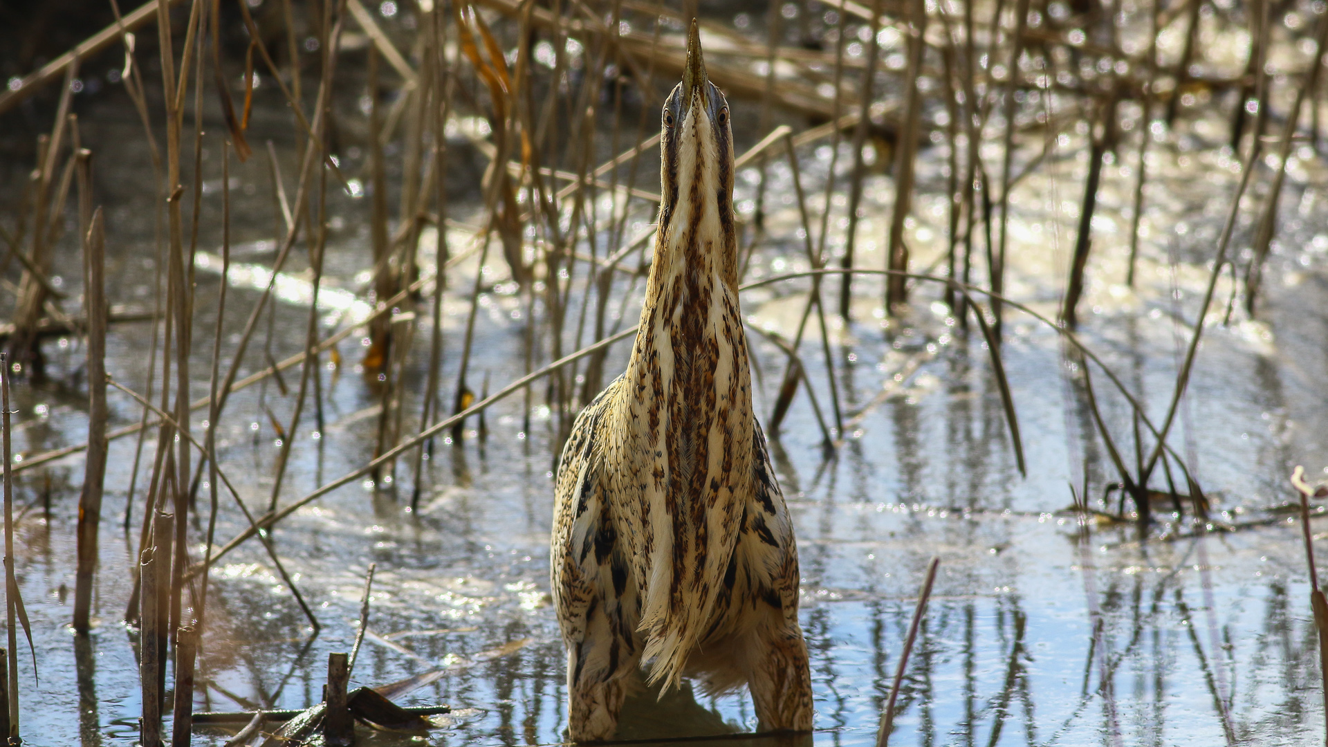 Balaban » Eurasian Bittern » Botaurus stellaris