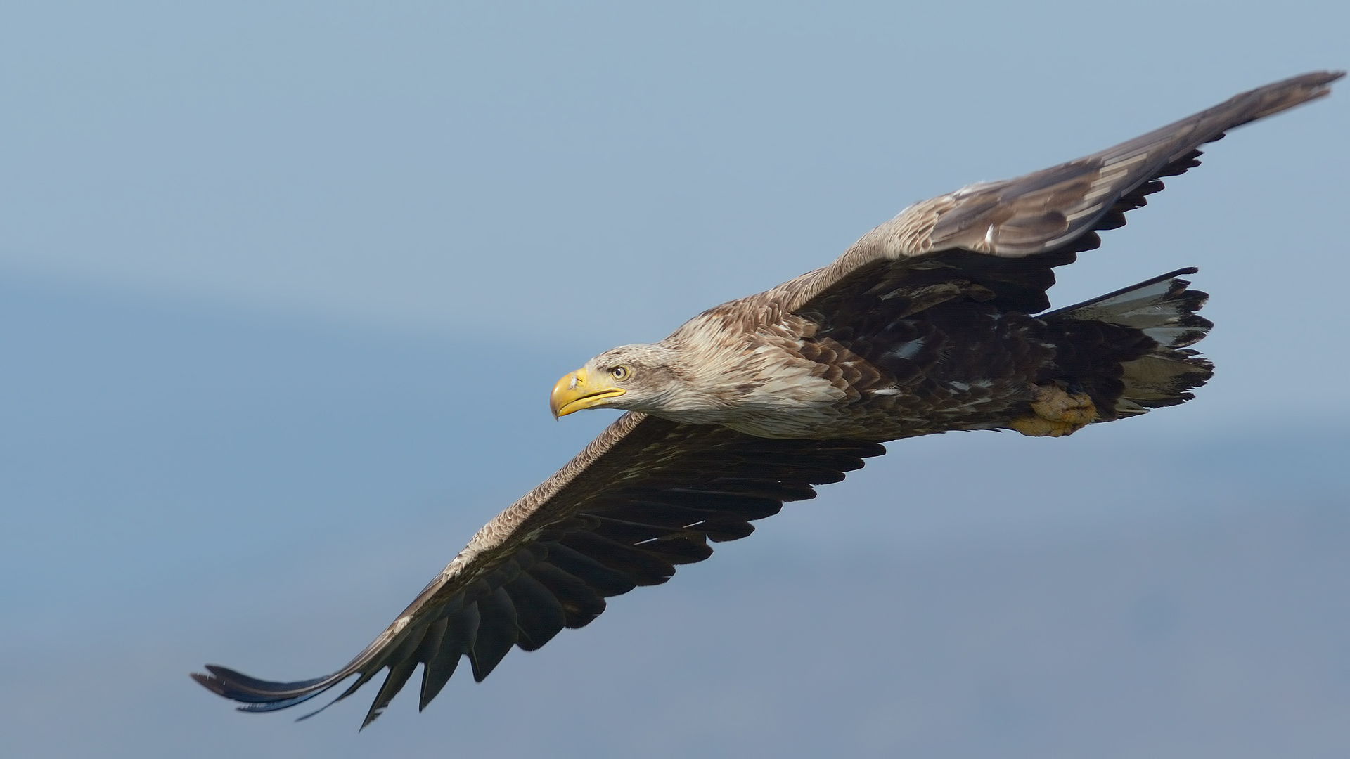 Akkuyruklu kartal » White-tailed Eagle » Haliaeetus albicilla