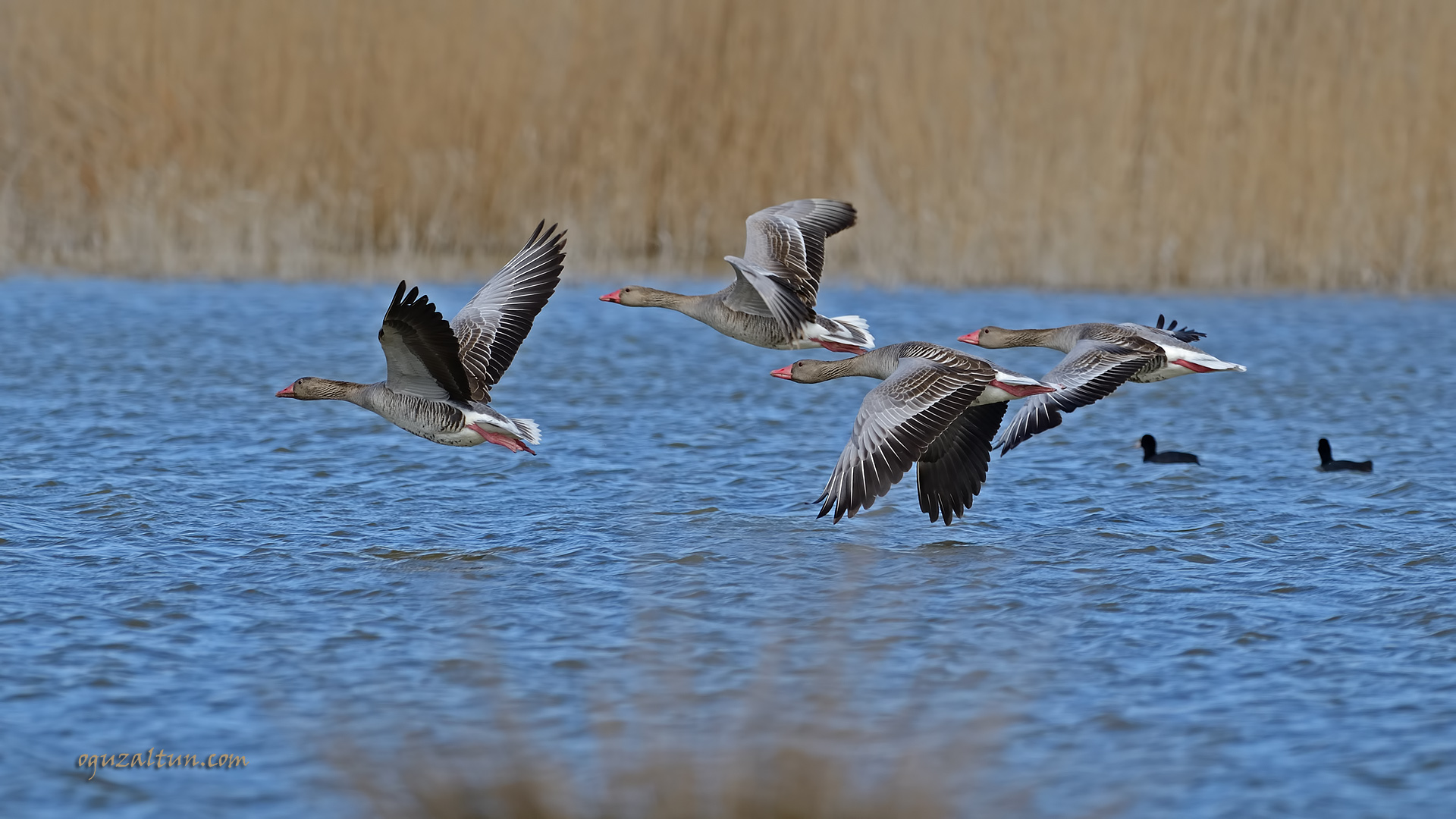 Boz kaz » Greylag Goose » Anser anser