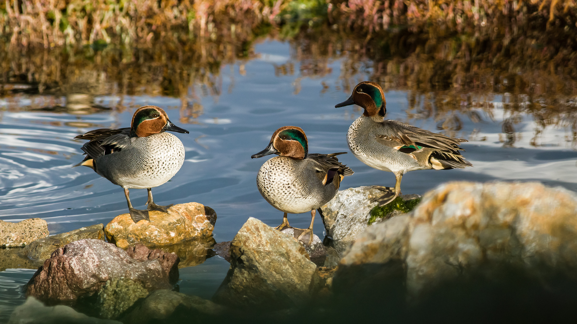 Çamurcun » Eurasian Teal » Anas crecca