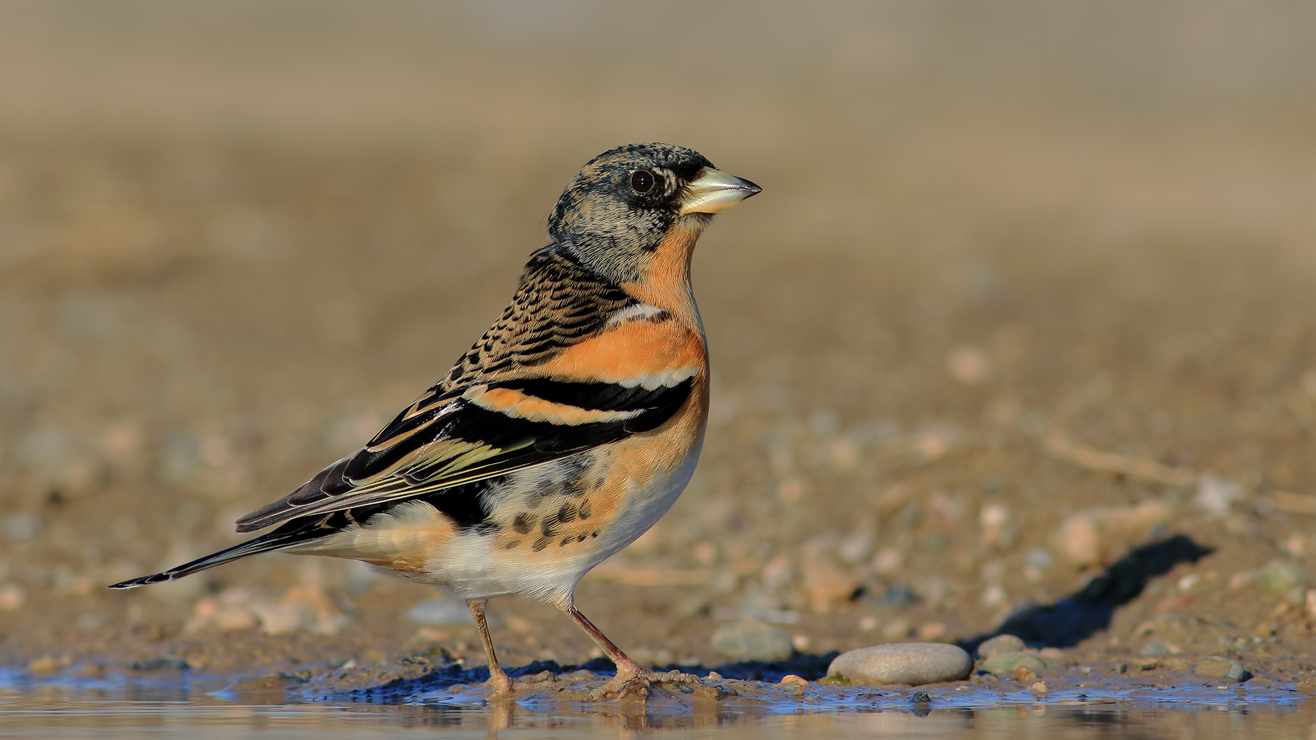 Dağ ispinozu » Brambling » Fringilla montifringilla