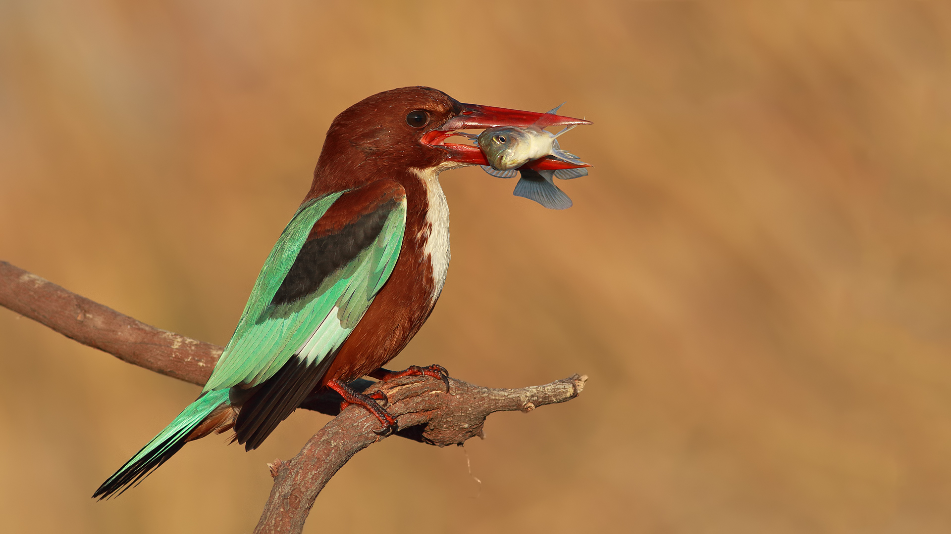 İzmir yalıçapkını » White-throated Kingfisher » Halcyon smyrnensis