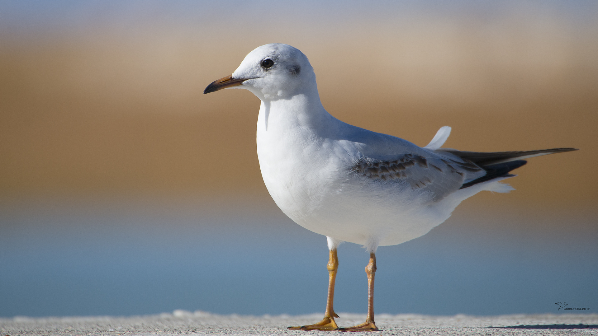 Karabaş martı » Black-headed Gull » Chroicocephalus ridibundus