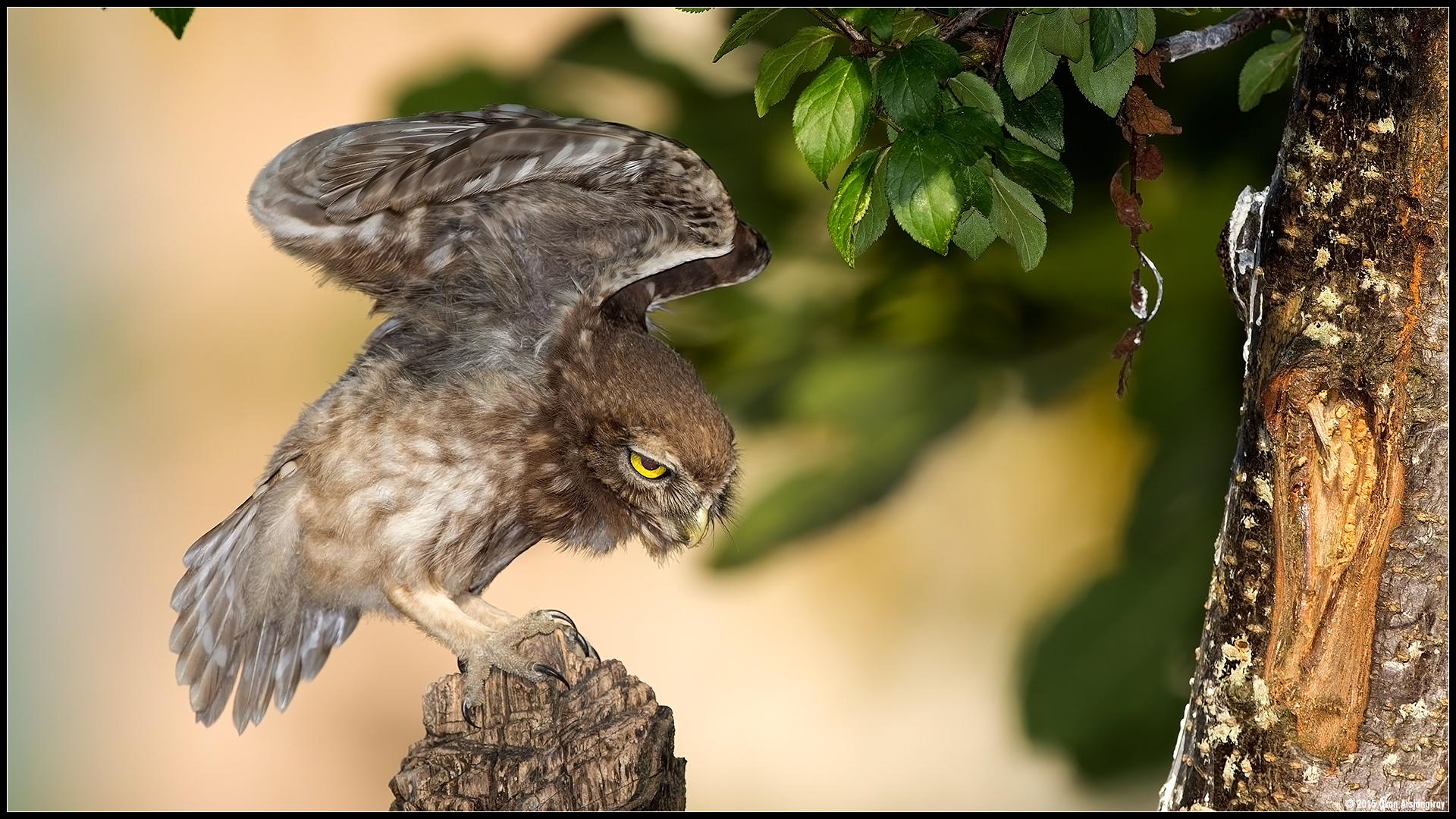 Kukumav » Little Owl » Athene noctua