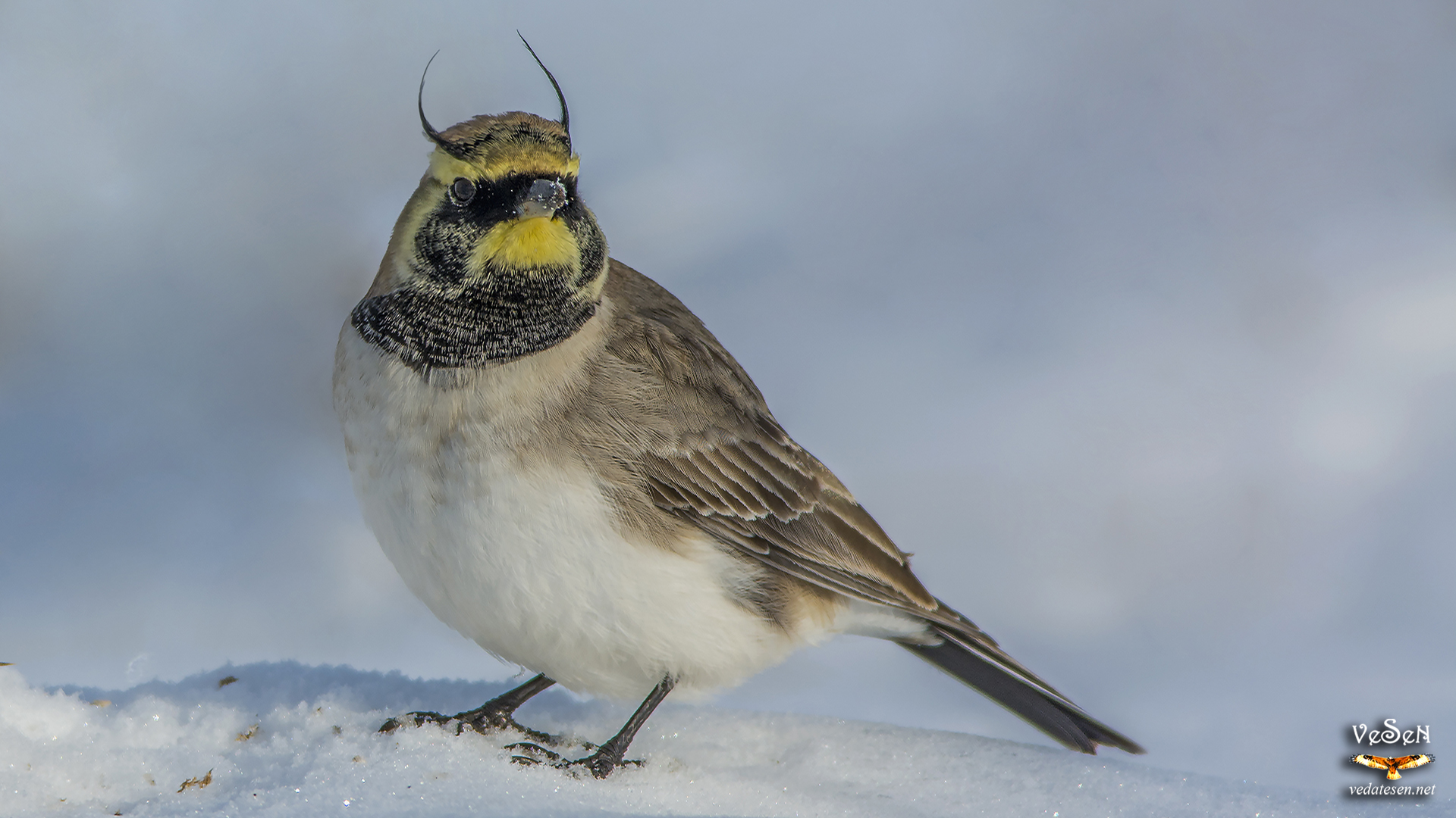 Kulaklı toygar » Horned Lark » Eremophila alpestris