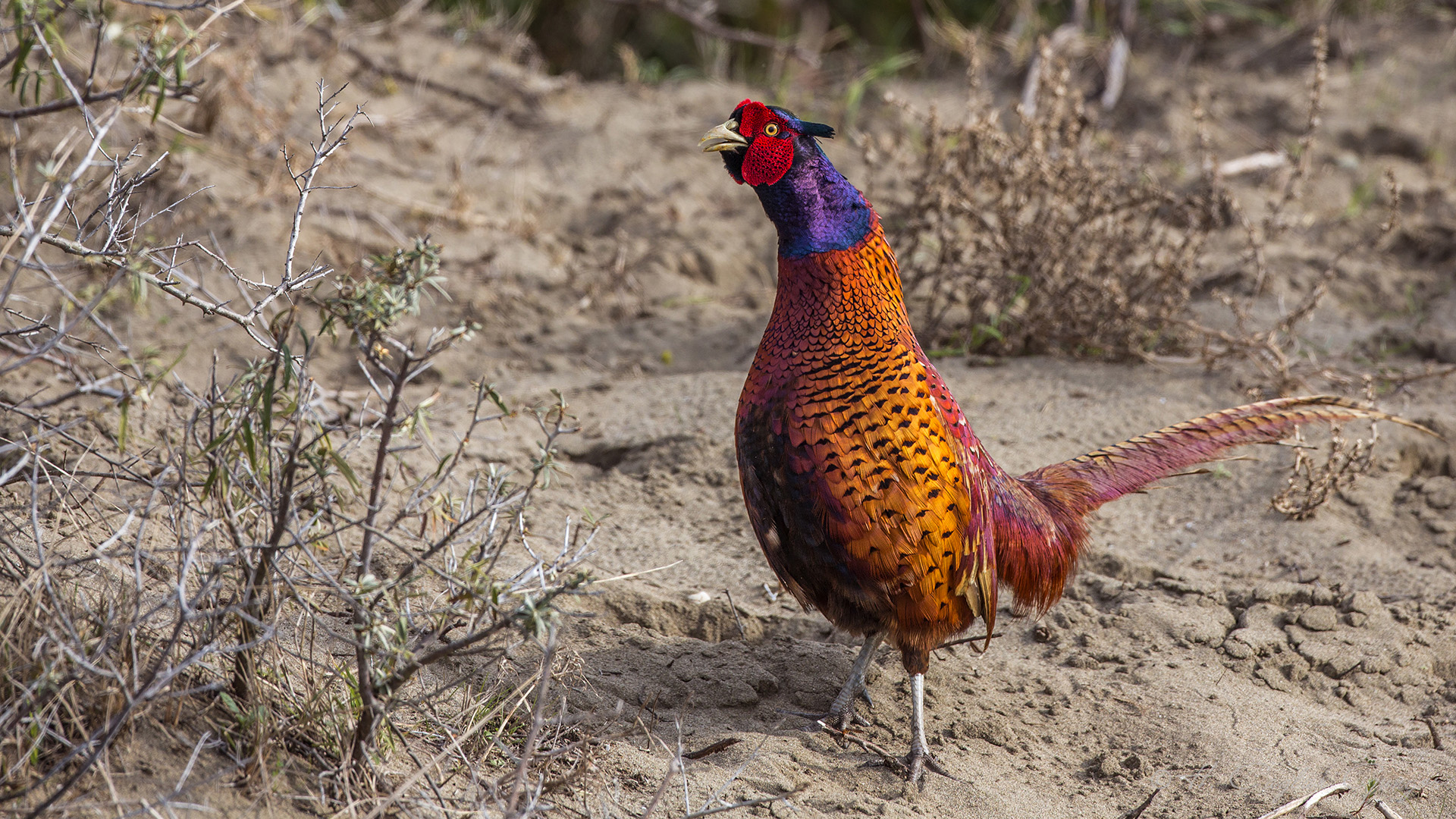 Sülün » Common Pheasant » Phasianus colchicus