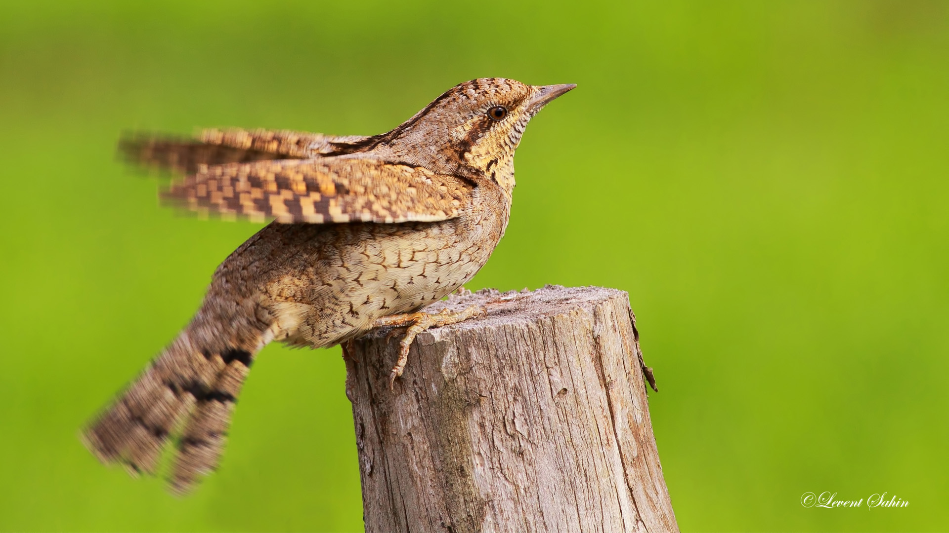 Boyunçeviren » Eurasian Wryneck » Jynx torquilla