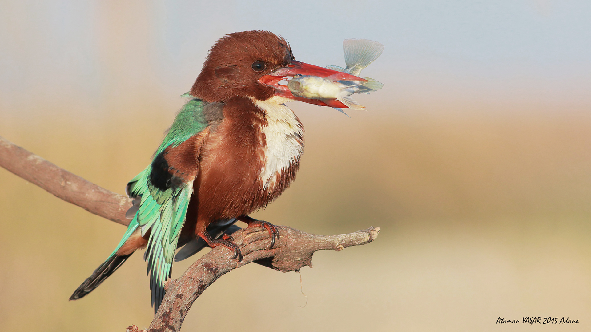 İzmir yalıçapkını » White-throated Kingfisher » Halcyon smyrnensis