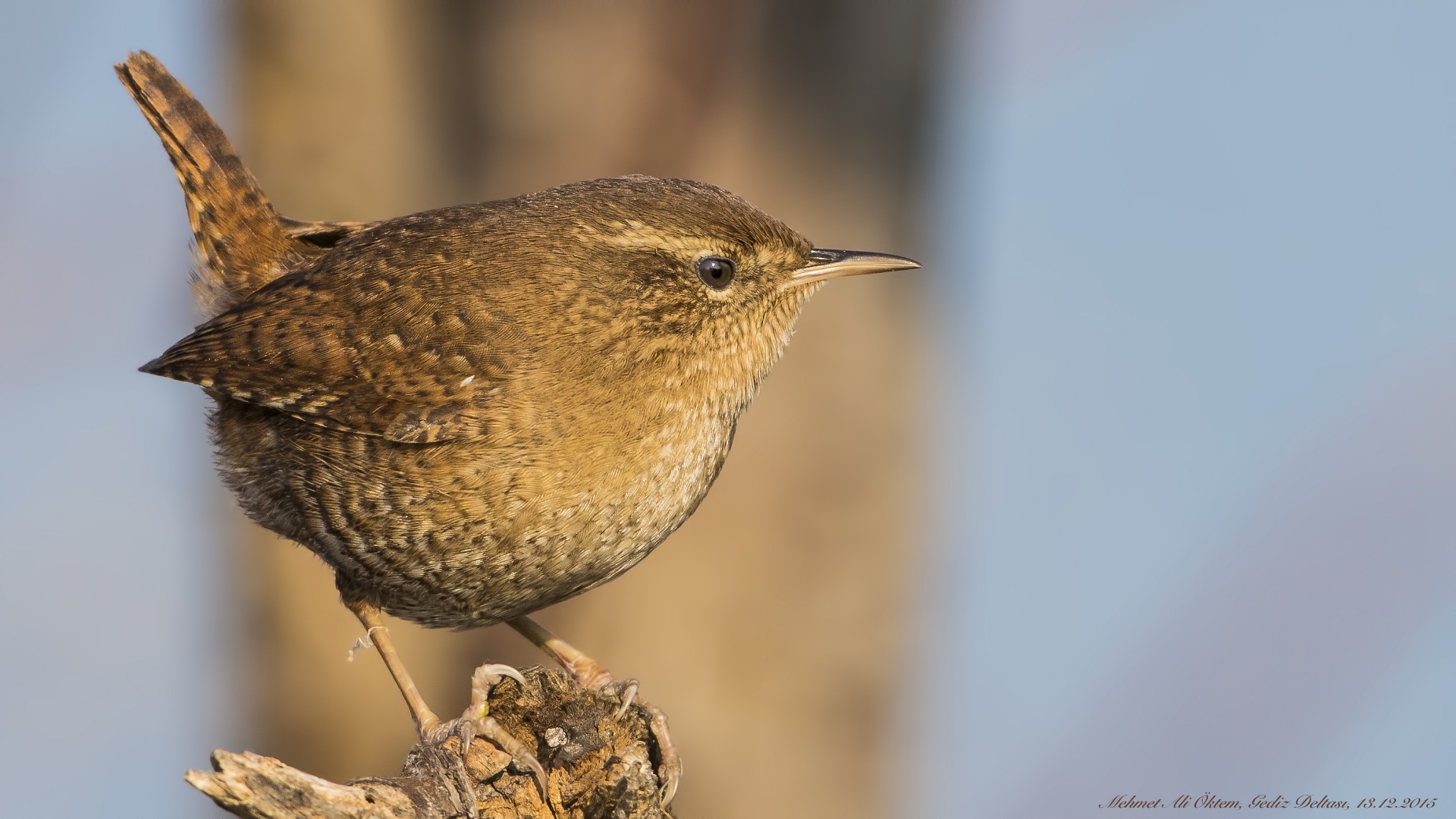 Çitkuşu » Eurasian Wren » Troglodytes troglodytes