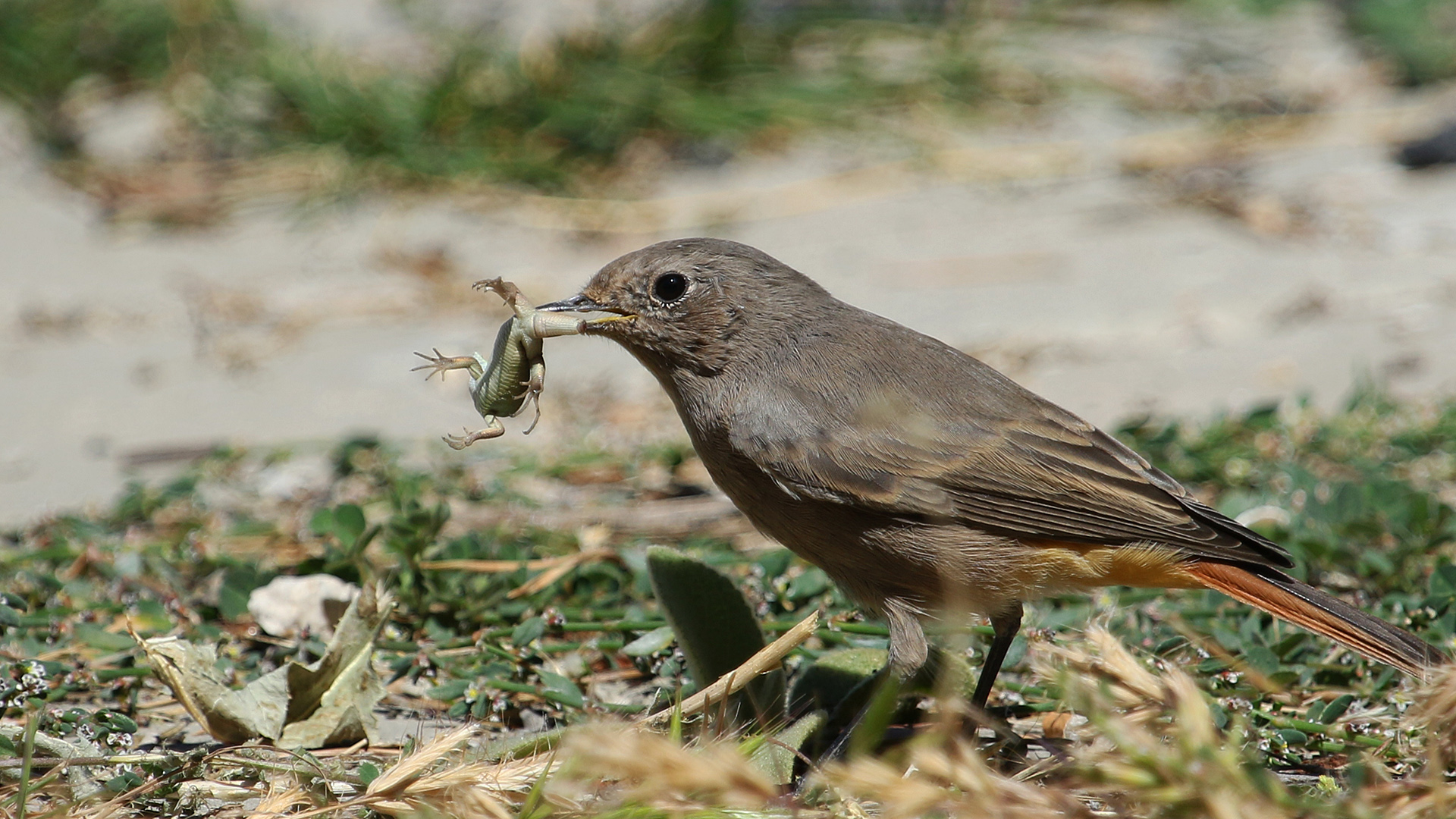 Kara kızılkuyruk » Black Redstart » Phoenicurus ochruros