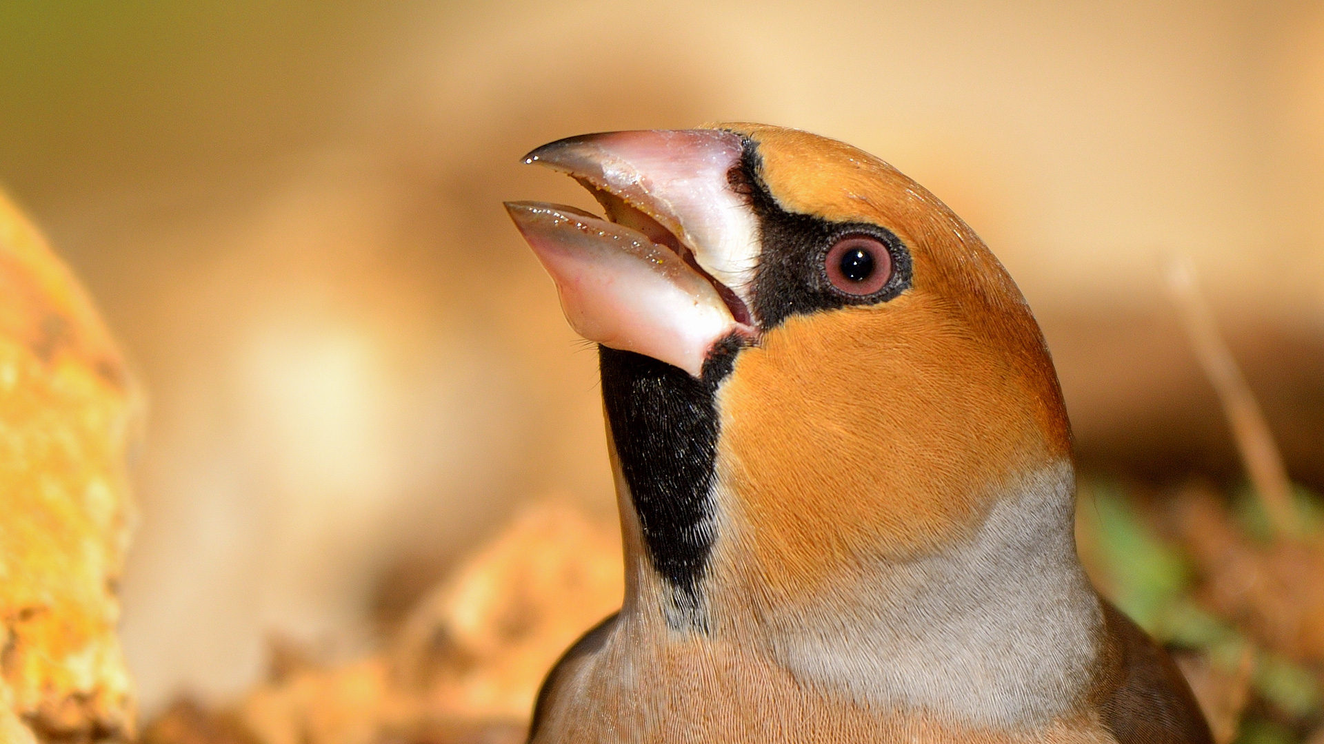 Kocabaş » Hawfinch » Coccothraustes coccothraustes