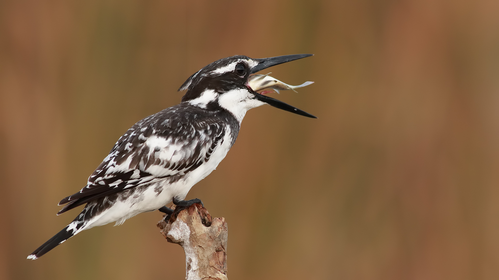 Alaca yalıçapkını » Pied Kingfisher » Ceryle rudis