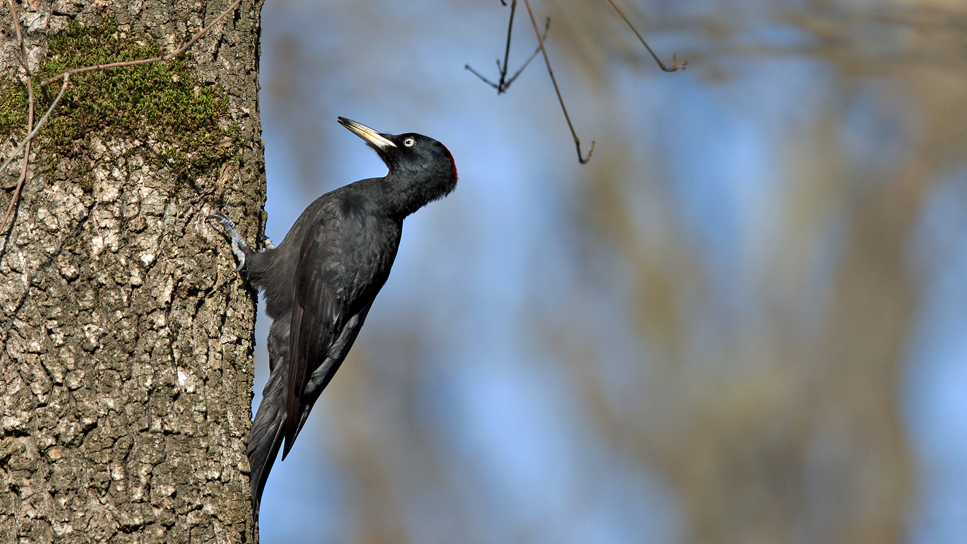 Kara ağaçkakan » Black Woodpecker » Dryocopus martius