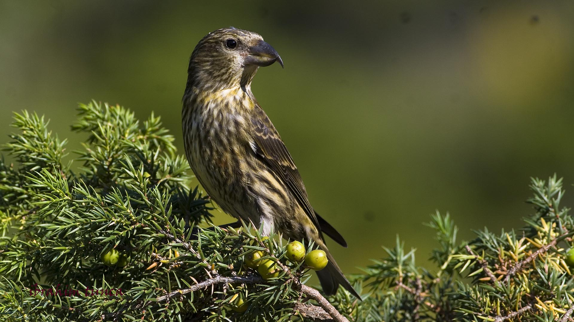 Çaprazgaga » Red Crossbill » Loxia curvirostra