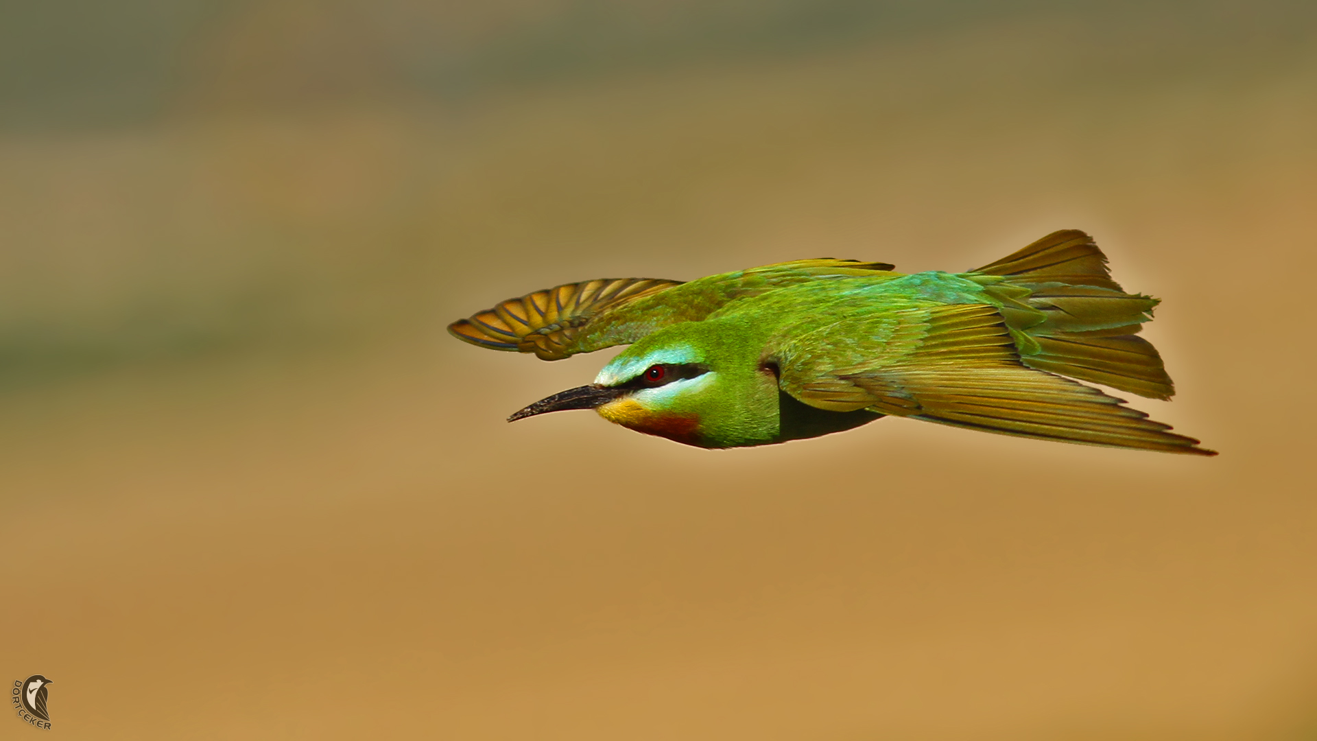 Yeşil arıkuşu » Blue-cheeked Bee-eater » Merops persicus