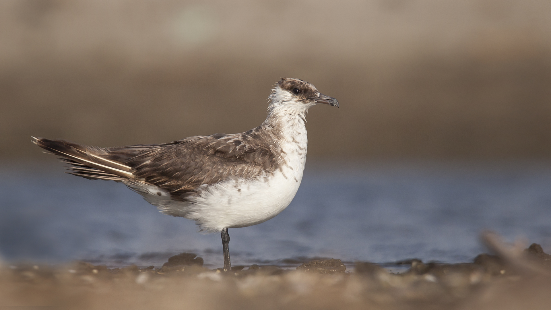 Korsanmartı » Parasitic Jaeger » Stercorarius parasiticus