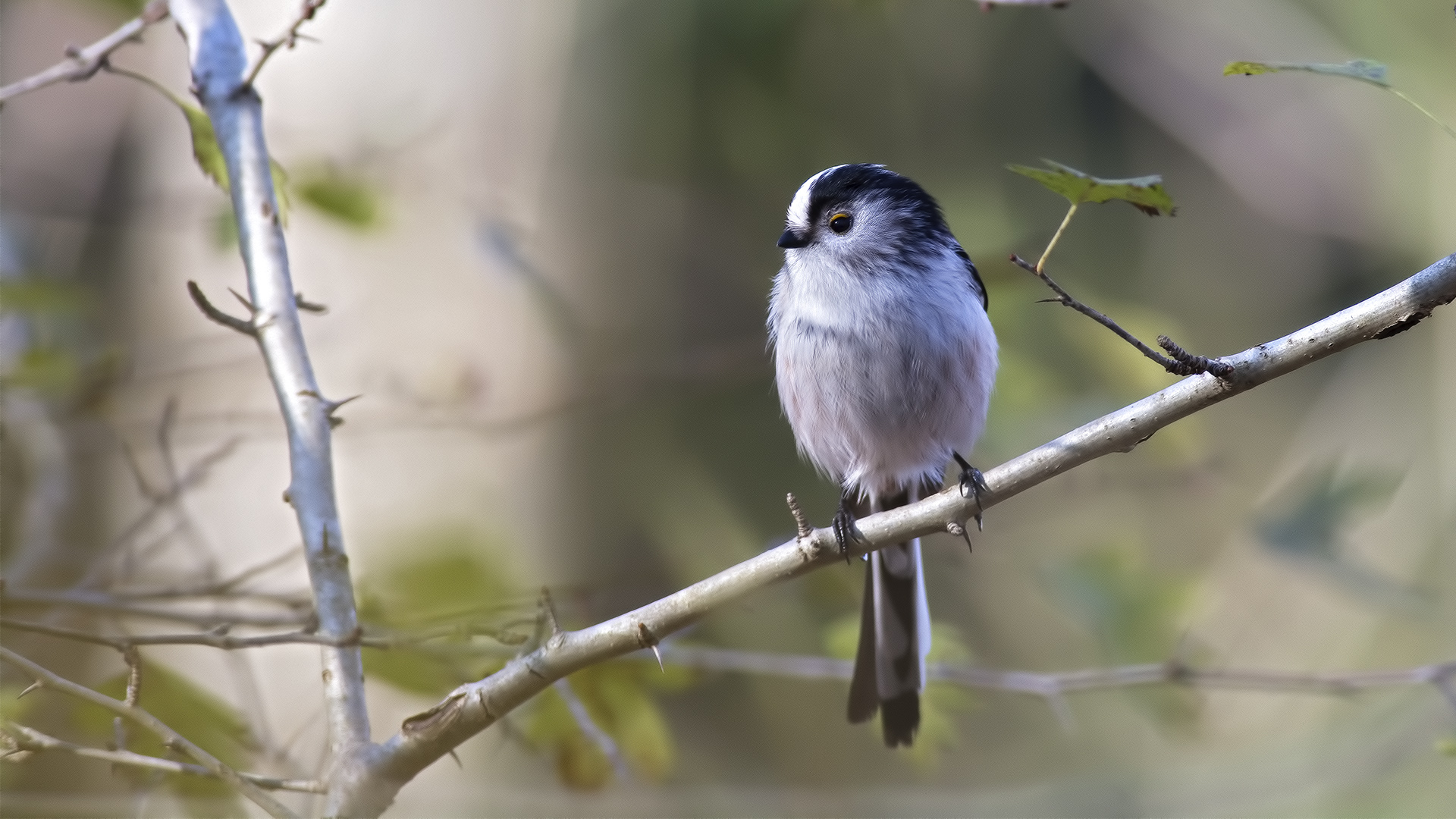 Uzunkuyruklu baştankara » Long-tailed Tit » Aegithalos caudatus