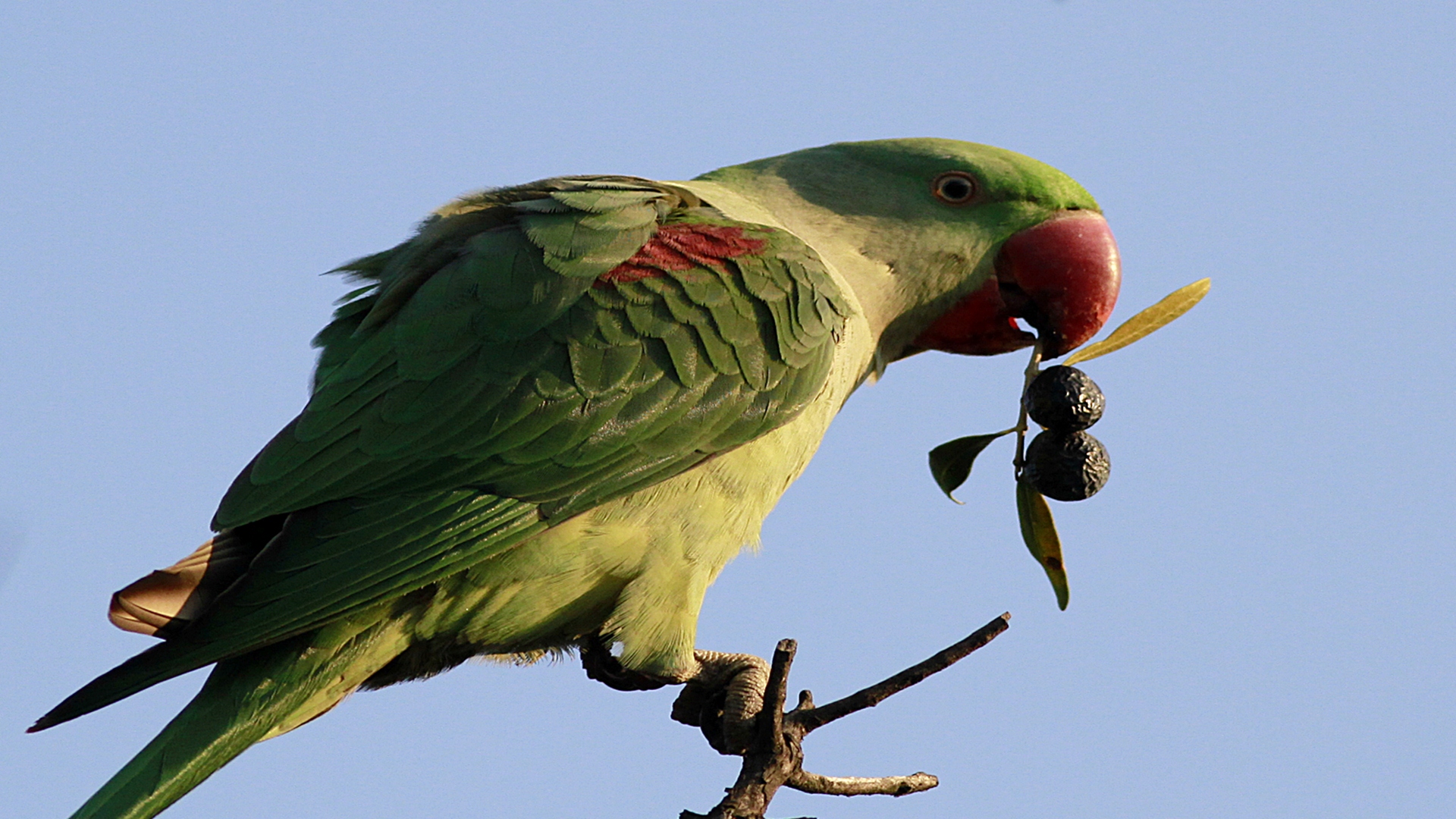 İskender papağanı » Alexandrine Parakeet » Psittacula eupatria