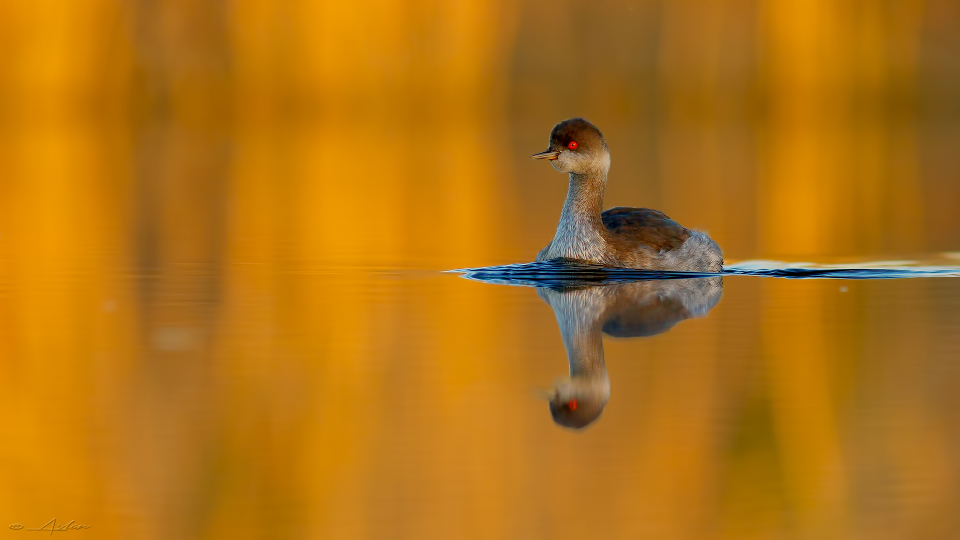 Karaboyunlu batağan » Black-necked Grebe » Podiceps nigricollis