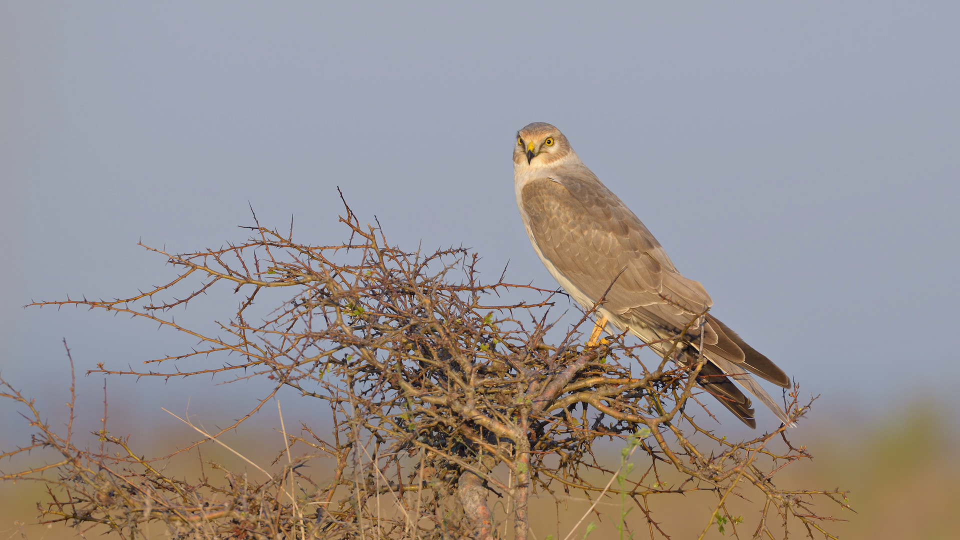 Bozkır delicesi » Pallid Harrier » Circus macrourus