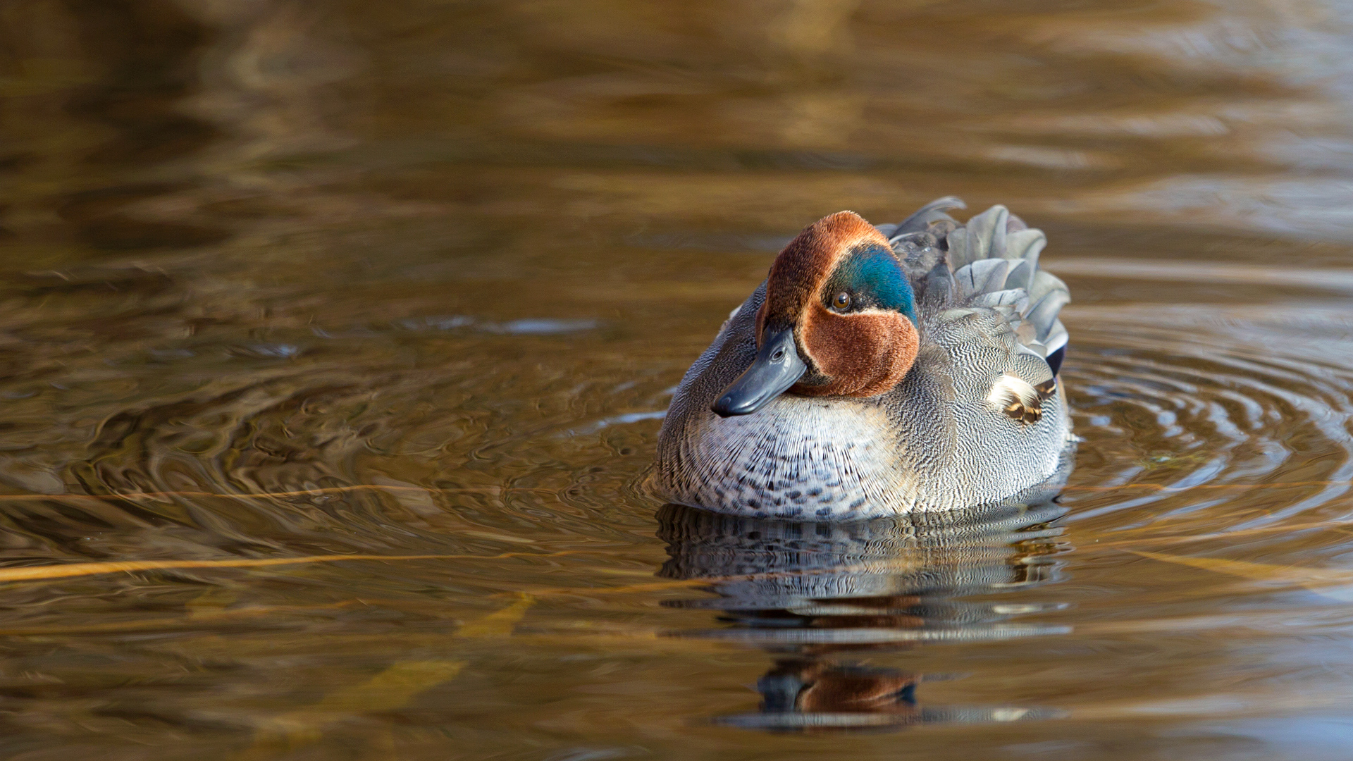 Çamurcun » Eurasian Teal » Anas crecca