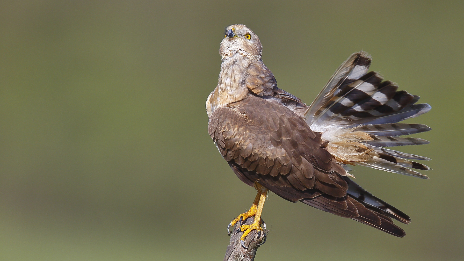 Bozkır delicesi » Pallid Harrier » Circus macrourus