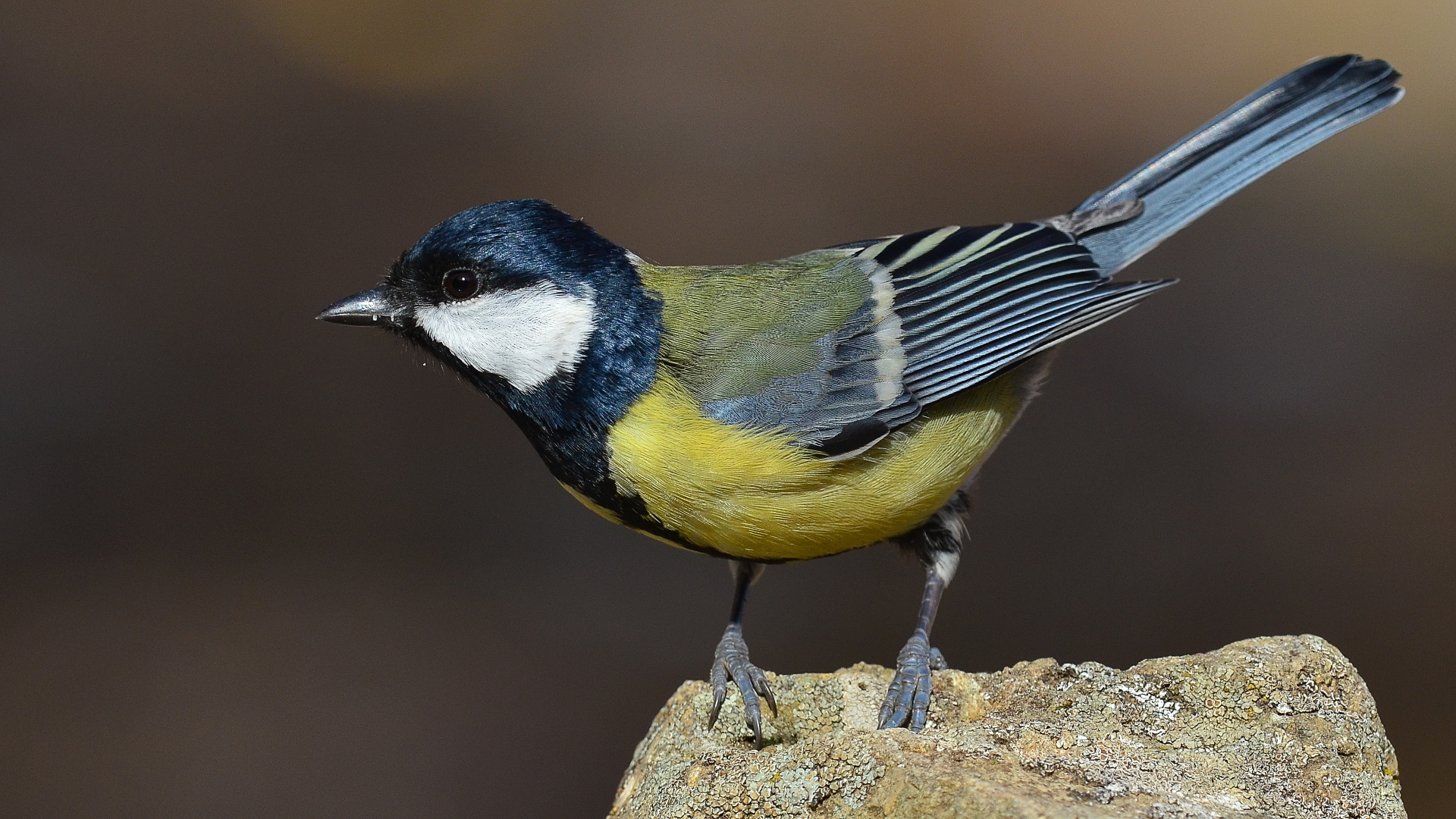 Büyük baştankara » Great Tit » Parus major